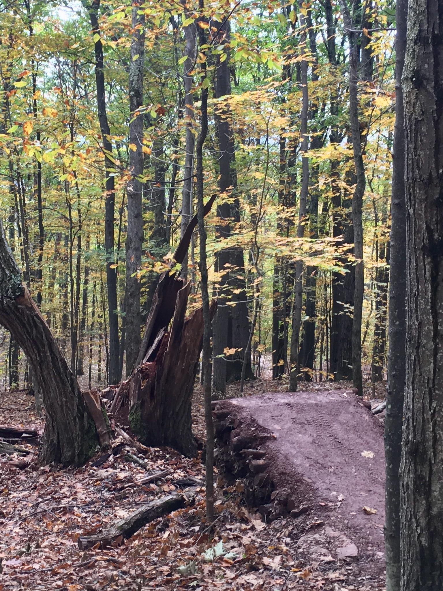 A dirt trail winding through a forest with trees displaying autumn leaves. The foreground features a broken tree stump and the trail is lined with fallen leaves and branches. The scene is tranquil, showcasing the beauty of nature in fall. Elm Ridge mountain bike trail.