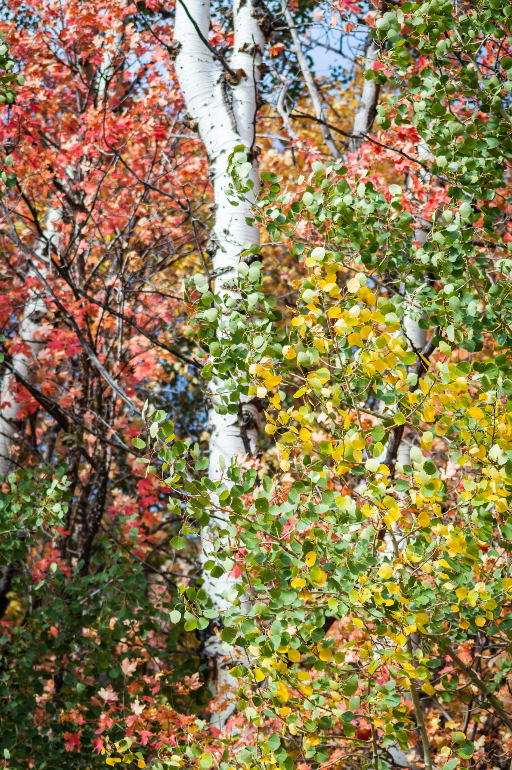 A vibrant autumn landscape featuring a mix of colorful leaves, including red, orange, and yellow, contrasted against white birch trees. The scene captures the beauty of changing seasons in a forest setting. Sardine Peak Loop mountain bike trail.
