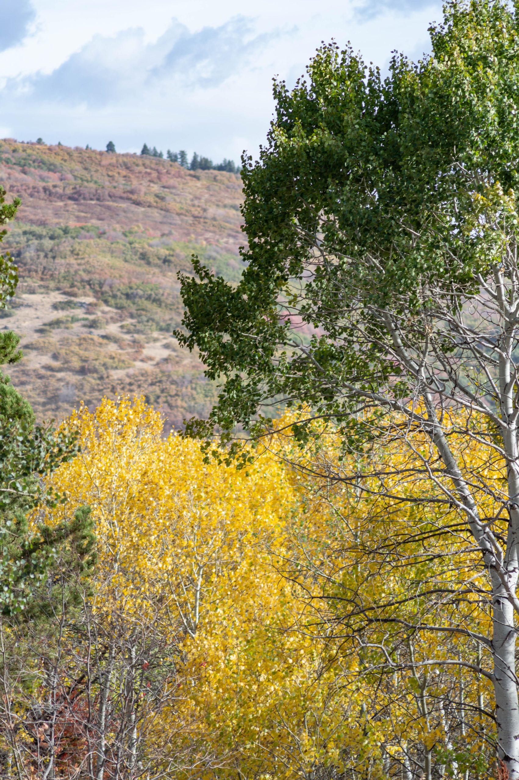 A scenic view of autumn foliage featuring a mix of vibrant yellow and green trees, with a backdrop of colorful hills under a partly cloudy sky. Sardine Peak Loop mountain bike trail.