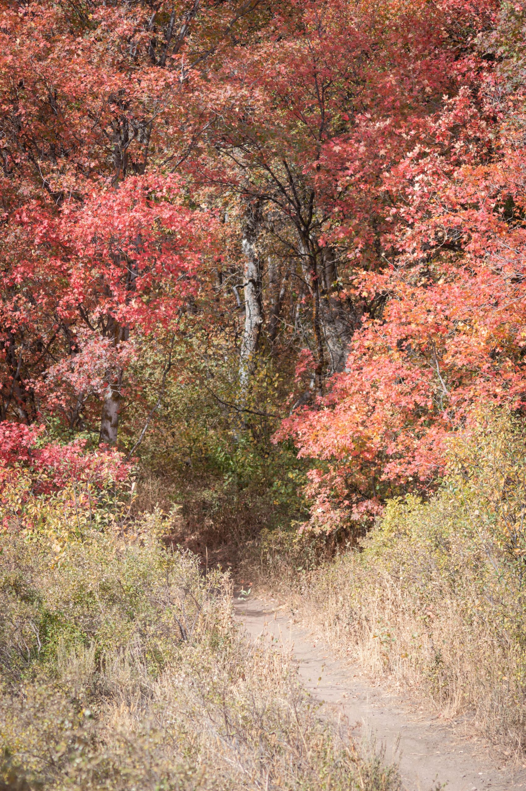 A scenic pathway winding through a vibrant autumn forest, surrounded by trees displaying bright red, orange, and yellow foliage. The path is framed by shrubs and grass, creating a tranquil and inviting outdoor setting. Sardine Peak Loop mountain bike trail.