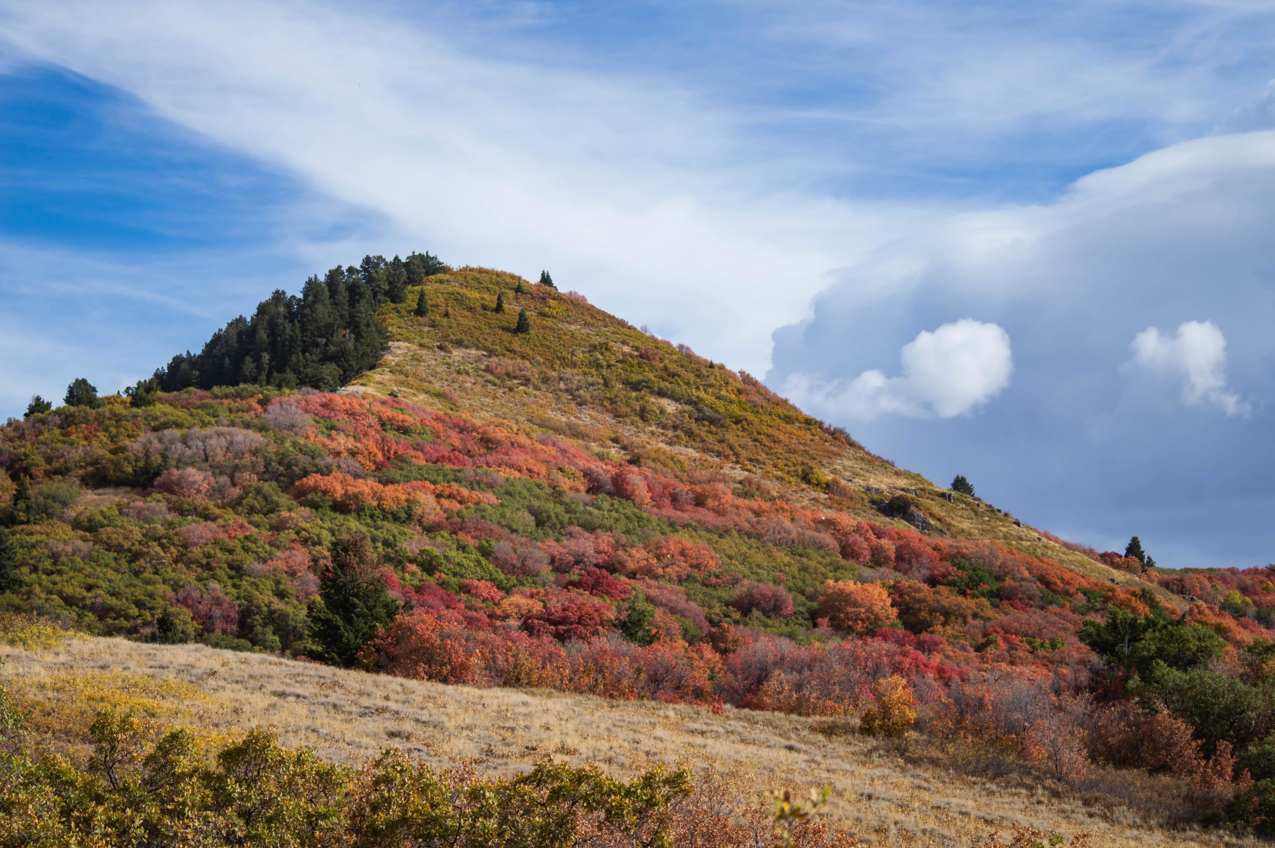 A colorful hillside during autumn, showcasing vibrant orange, red, and green foliage, with a backdrop of blue skies and fluffy white clouds. Sardine Peak Loop mountain bike trail.