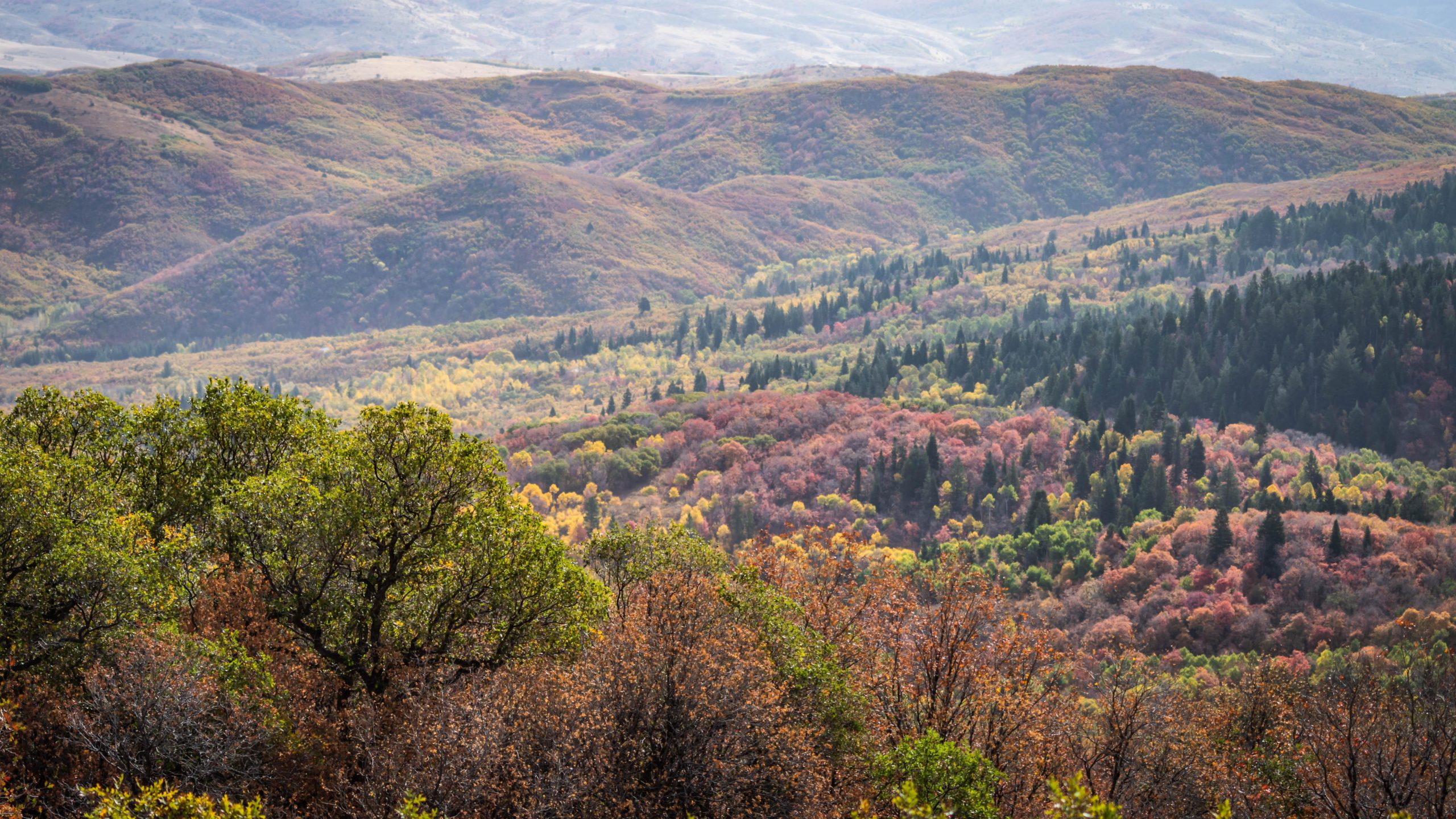 A scenic landscape of rolling hills covered in a vibrant mosaic of autumn foliage, showcasing shades of green, orange, yellow, and red. The foreground features lush green trees, while the background displays layered hills fading into the distance under a clear sky. Sardine Peak Loop mountain bike trail.