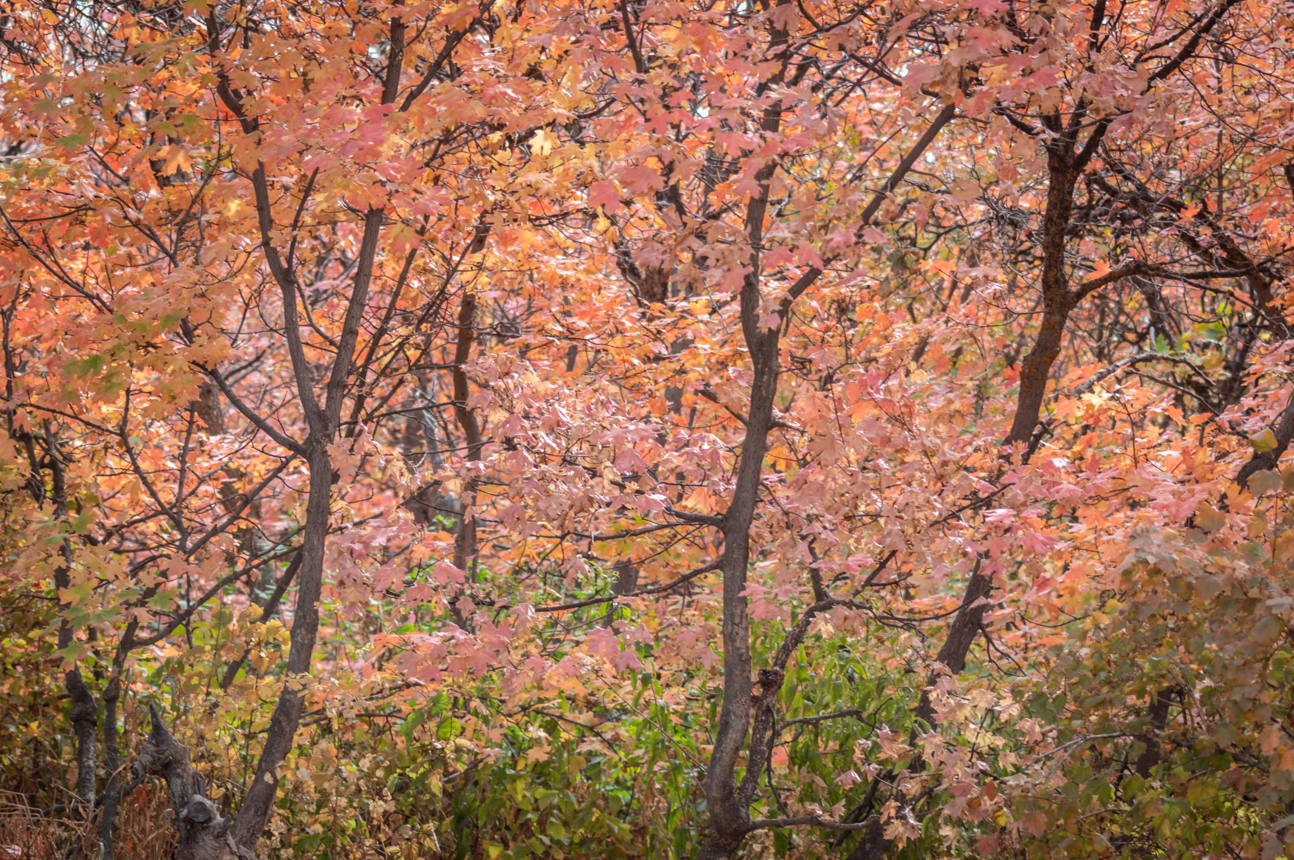 A close-up view of trees with vibrant autumn leaves in shades of pink, orange, and yellow, surrounded by branches and greenery. Sardine Peak Loop mountain bike trail.