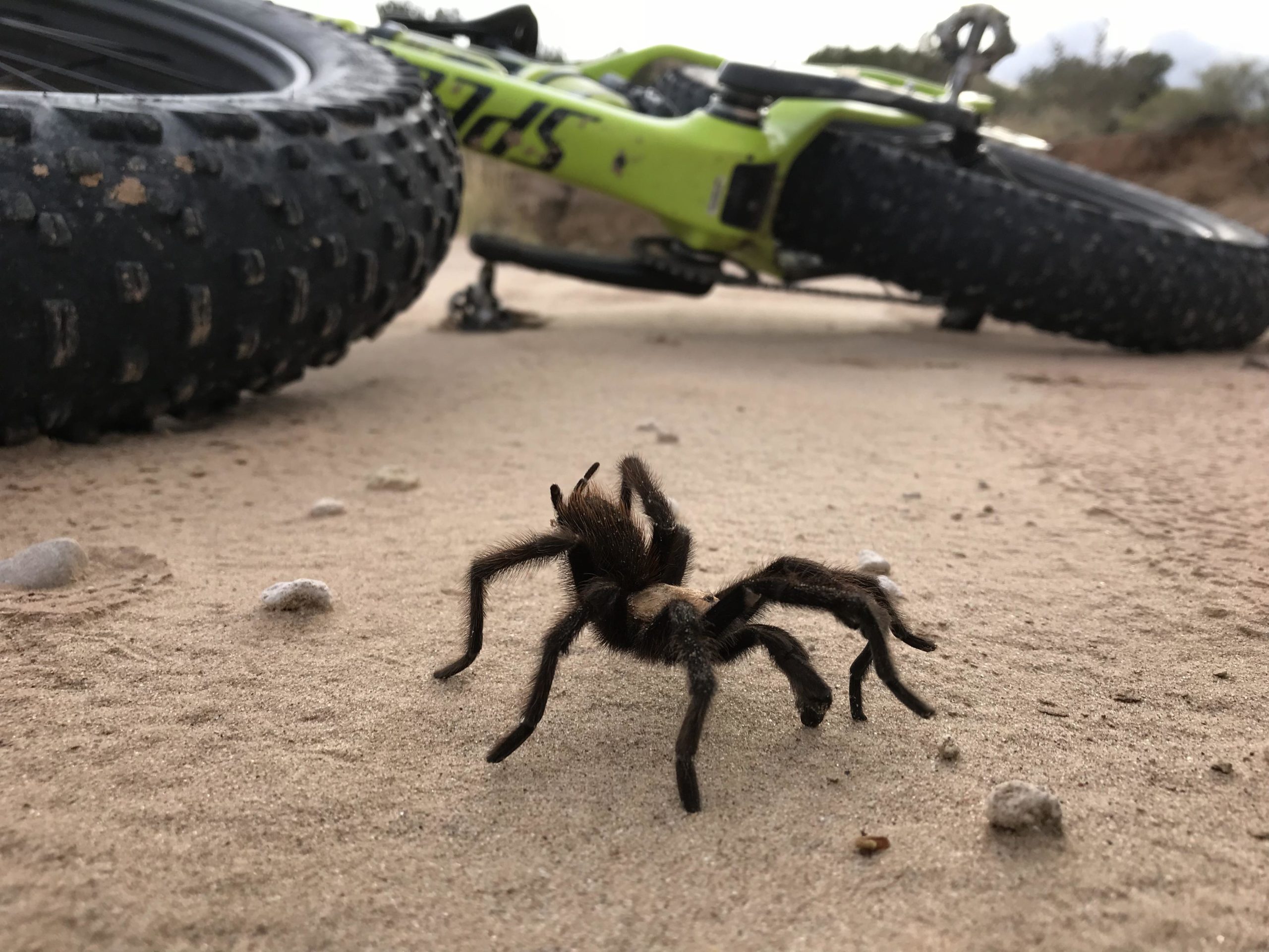 A close-up of a tarantula on a sandy surface, with a mountain bike tire partially visible in the background. The bike's bright green color contrasts with the natural tones of the sand and surrounding environment. Mariposa Fat Bike Trails mountain bike trail.
