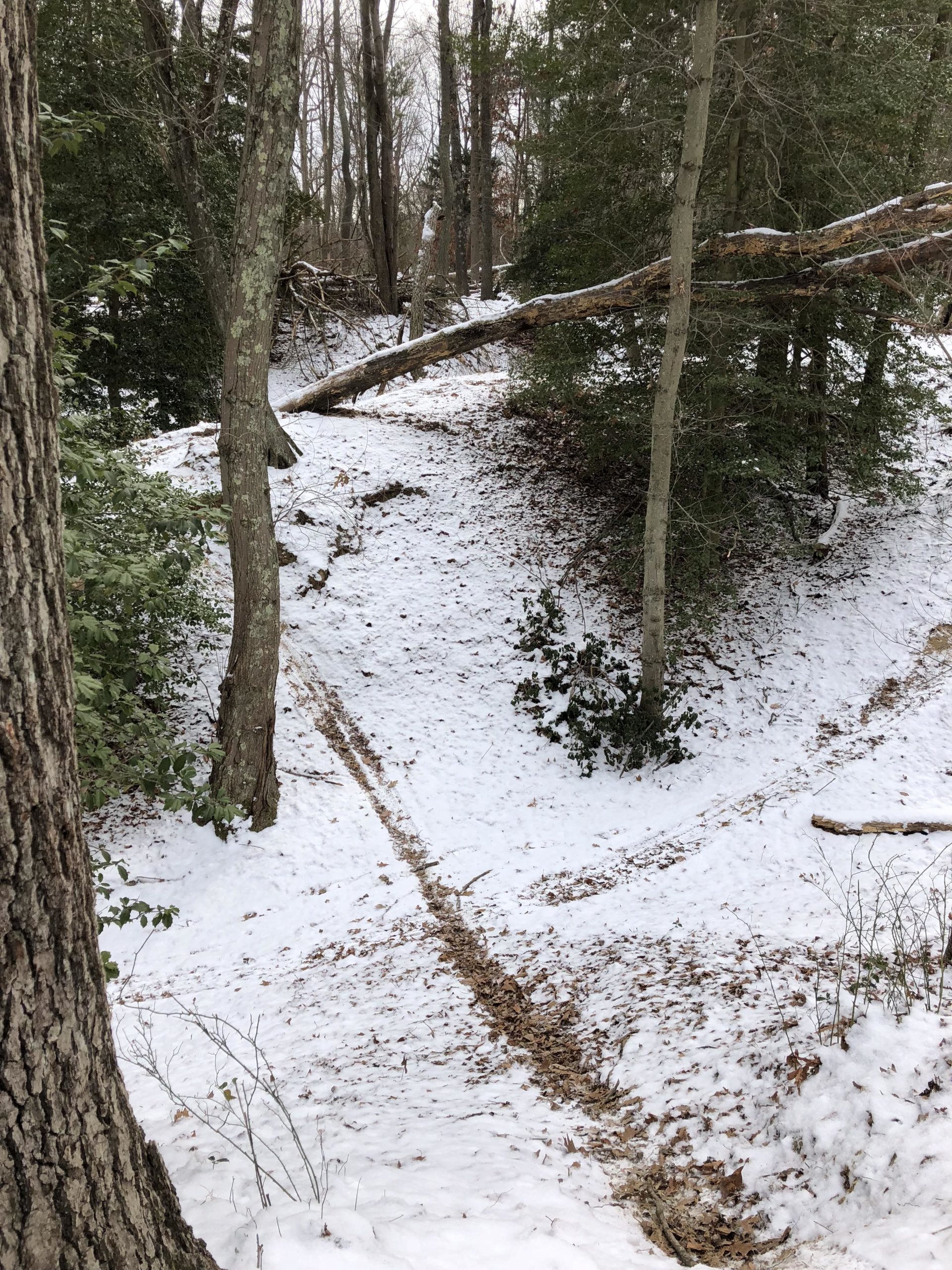 A snowy forest scene featuring a narrow trail winding through trees. The ground is covered with a layer of snow and scattered leaves, with a fallen tree visible in the background. The trail splits in two directions, leading through a serene, wooded area. Allaire State Park mountain bike trail.