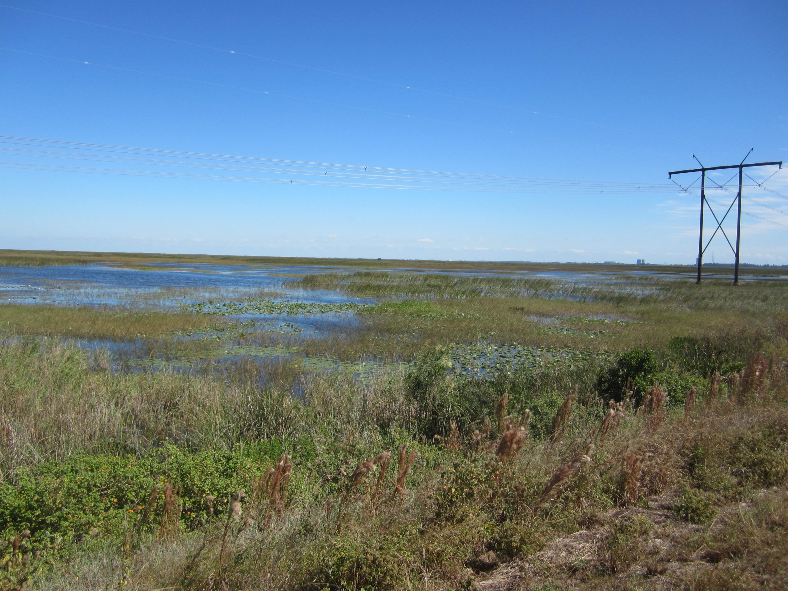 A scenic view of a wetland area featuring tall grasses and water lilies, with a backdrop of blue sky and distant land. A power line tower stands in the foreground, adding a subtle element of human infrastructure to the natural landscape. The Levee mountain bike trail.