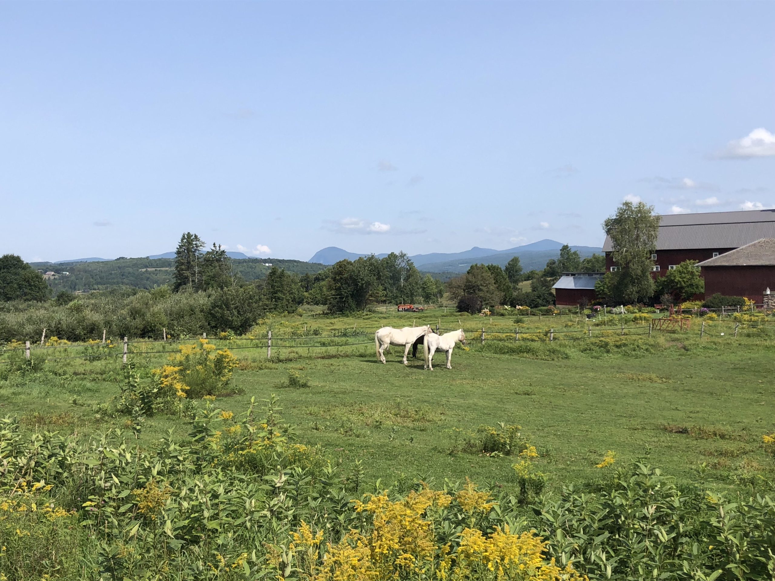 Two white horses grazing in a green pasture with yellow wildflowers, set against a backdrop of rolling hills and a clear blue sky. A red barn is visible in the background, along with trees and mountains in the distance. Kingdom Trails mountain bike trail.