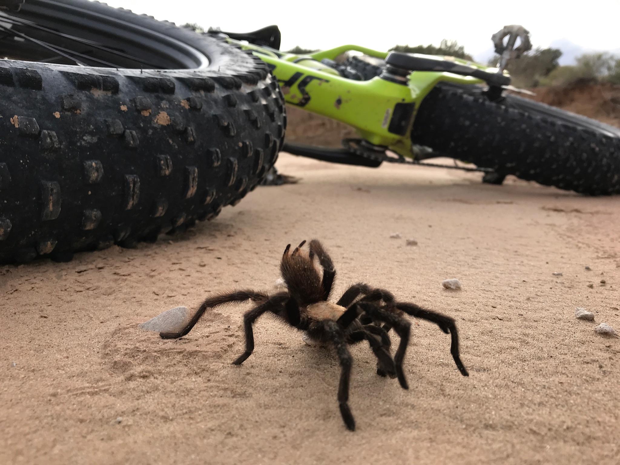 A close-up view of a large spider on sandy terrain, with a fat-tired bicycle partially visible in the background. The scene captures an outdoor setting, highlighting both the spider and the rugged bike in a natural environment. Mariposa Fat Bike Trails mountain bike trail.