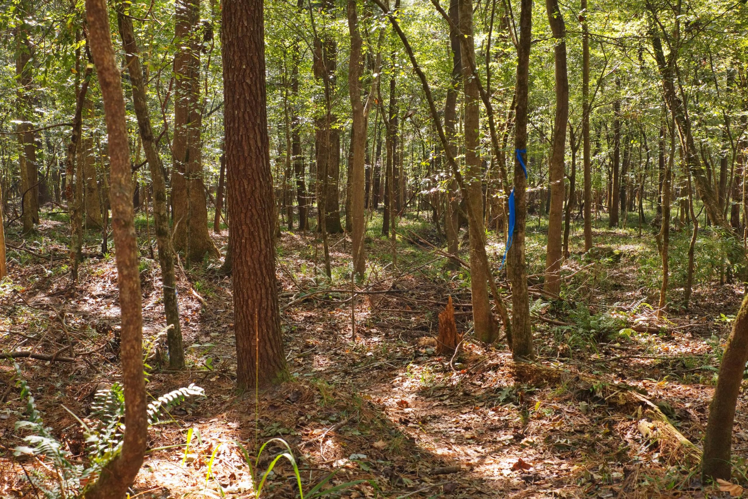 A sunlit forest scene featuring tall trees with green foliage. The ground is covered with fallen leaves and small plants, while patches of sunlight create a dappled effect. A blue ribbon is tied to one of the trees, suggesting a marked trail or area within the woods. Wannamaker Park mountain bike trail.