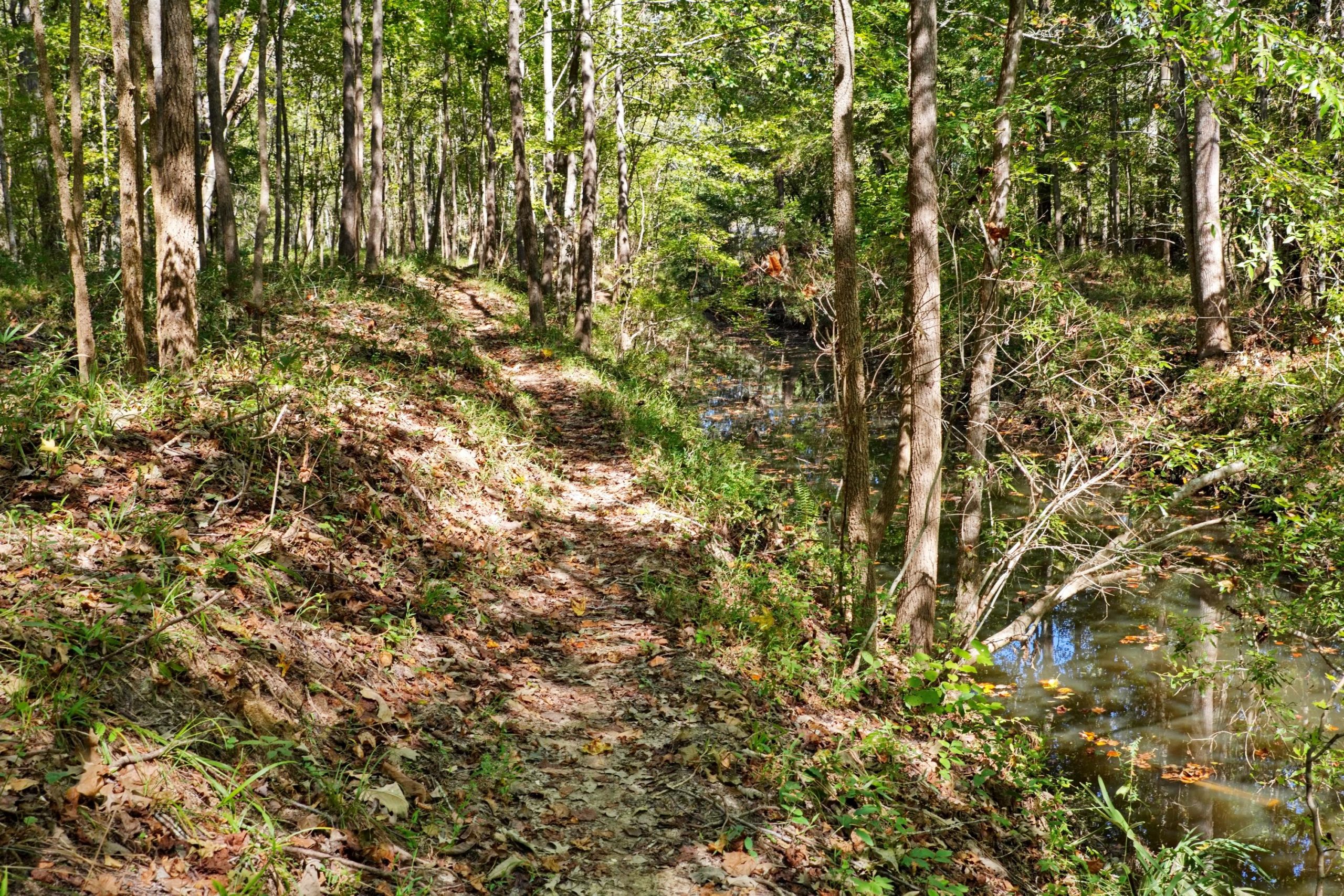 A peaceful forest path winding alongside a tranquil stream, surrounded by tall trees and green foliage. The ground is covered with fallen leaves and patches of grass, creating a serene natural setting. Sunlight filters through the tree canopy, casting dappled shadows along the trail. Wannamaker Park mountain bike trail.