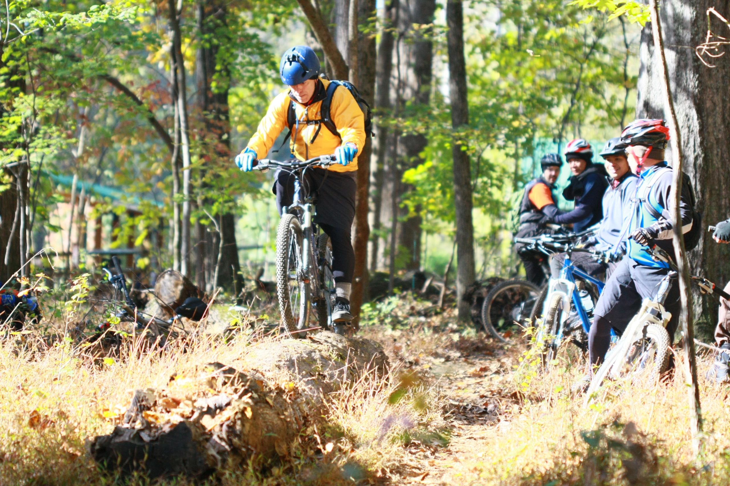 A mountain biker navigates over a log on a wooded trail while other cyclists watch from the side, surrounded by greenery and fallen leaves in bright autumn sunlight. Tanglewood Park mountain bike trail.