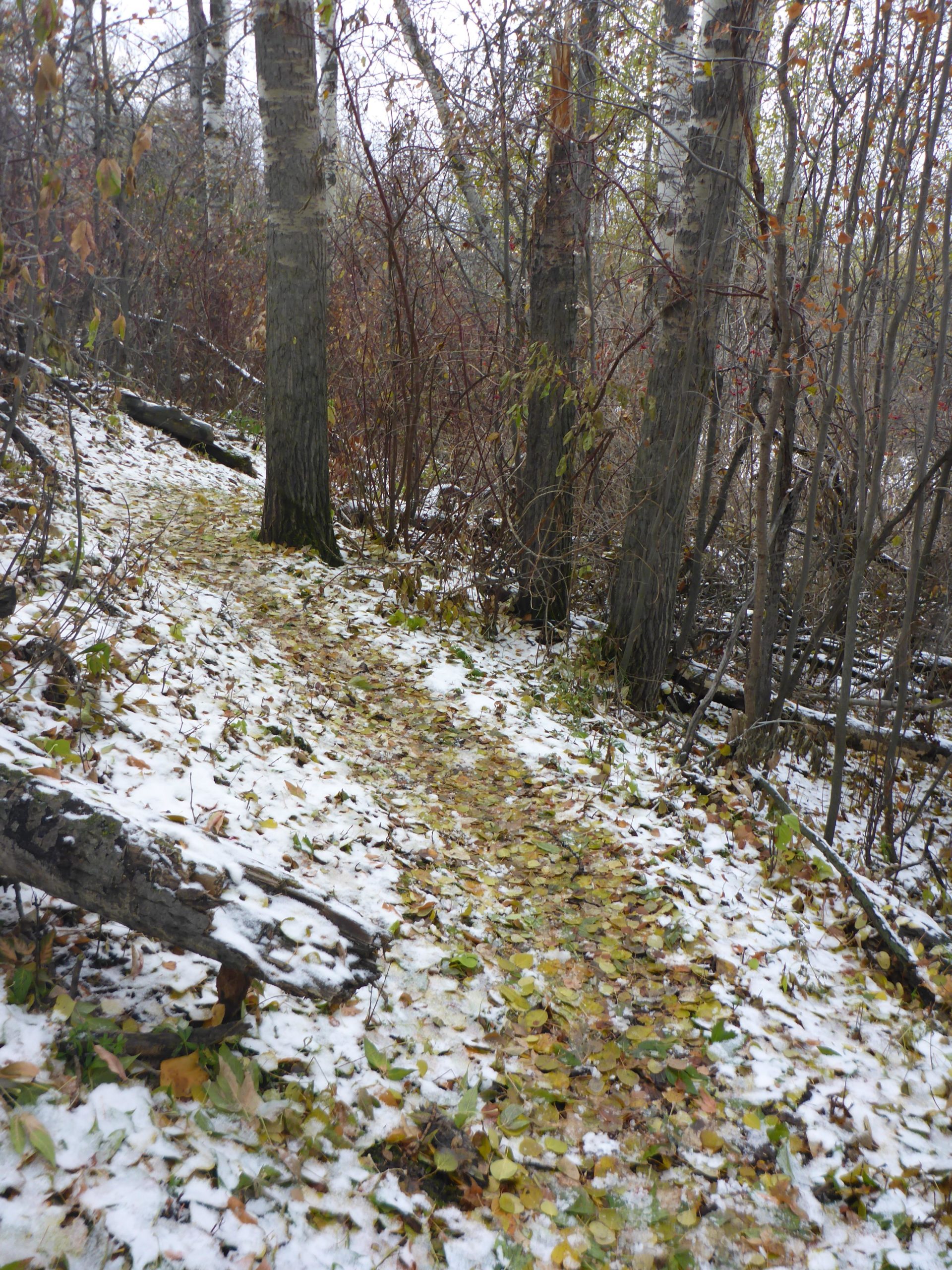 A narrow path through a forest blanketed with a mix of snow and fallen leaves, surrounded by trees with bare branches and some remaining foliage. Ross Creek Area mountain bike trail.