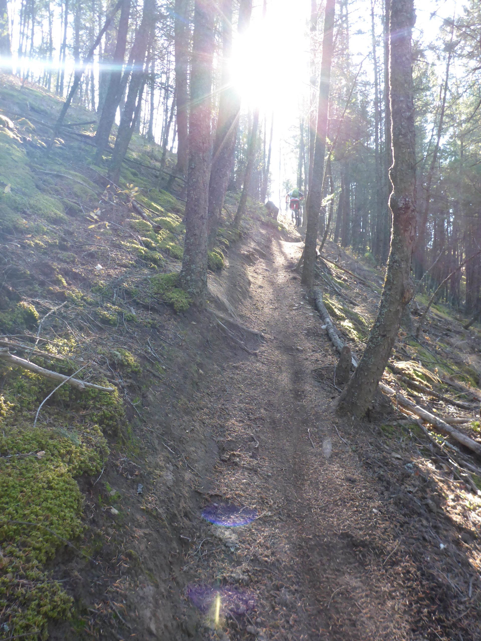 A sunlit dirt trail winding through a forest, surrounded by tall trees and patches of green moss. The light filters through the foliage, illuminating the path as it ascends up a slope. A person can be seen in the distance, adding a sense of scale to the tranquil outdoor scene. Deja View mountain bike trail.