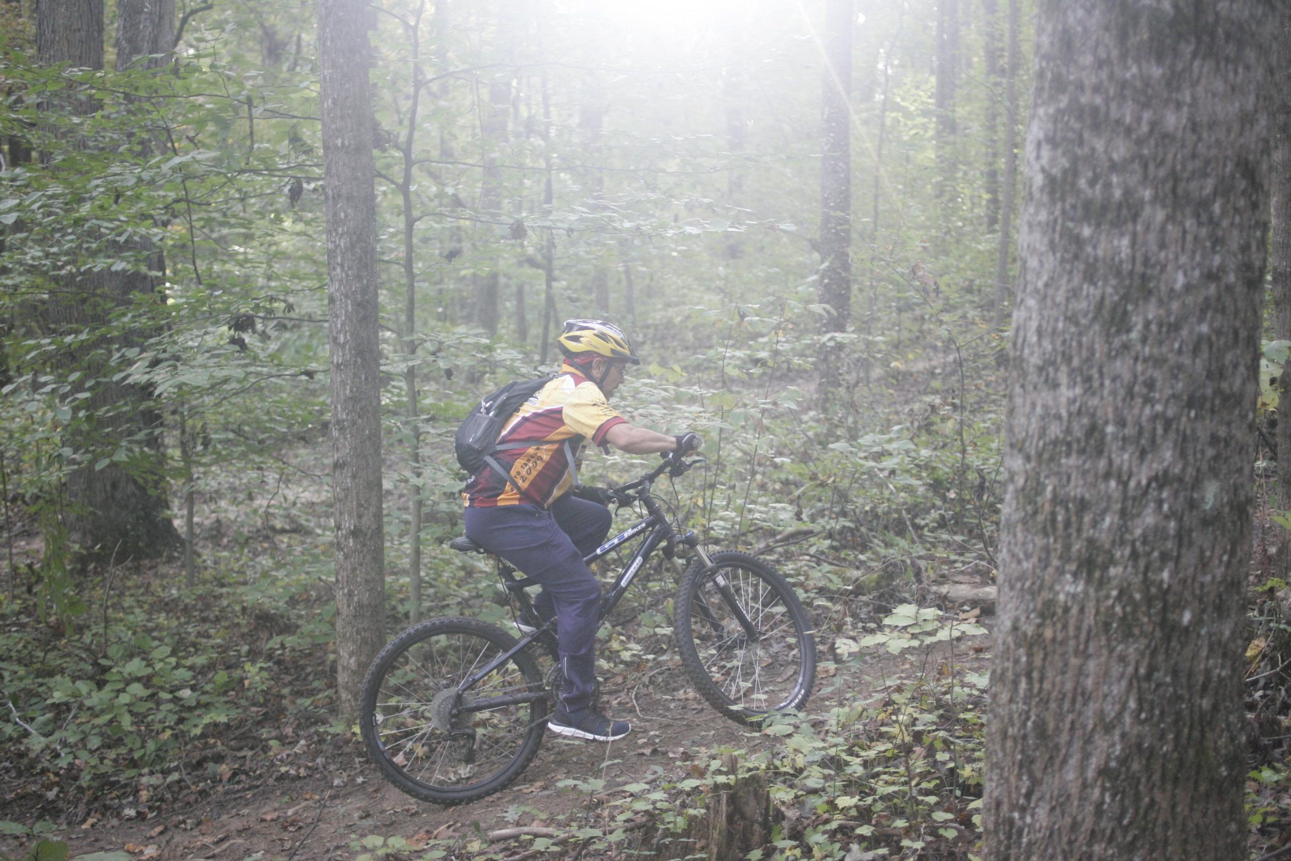 A mountain biker navigates a winding trail through a lush, green forest. The rider, wearing a helmet and colorful cycling gear, climbs a steep path, surrounded by tall trees and dense foliage. Soft sunlight filters through the leaves, creating a misty ambiance. Deadfall Trail mountain bike trail.