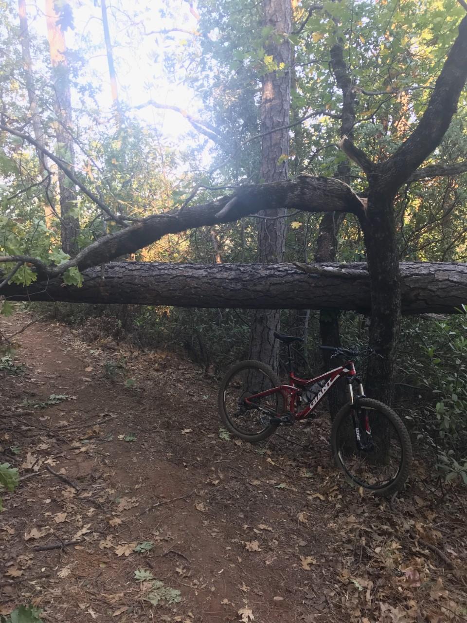 A mountain bike leaning against a fallen tree on a dirt trail surrounded by greenery and tall trees. Leaves are scattered on the ground, indicating a forested area. Clementine / Forresthill Connector Trail mountain bike trail.