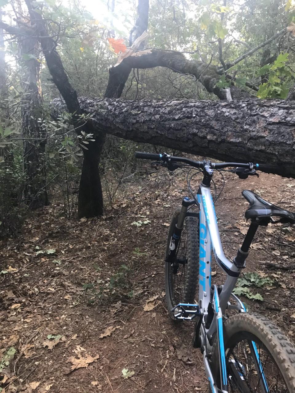 A mountain bike parked on a dirt trail in a wooded area, with a fallen tree blocking the path. Surrounding vegetation includes bushes and fallen leaves, indicating a natural outdoor setting. The scene is dimly lit, suggesting a possible early morning or late afternoon atmosphere. Clementine / Forresthill Connector Trail mountain bike trail.