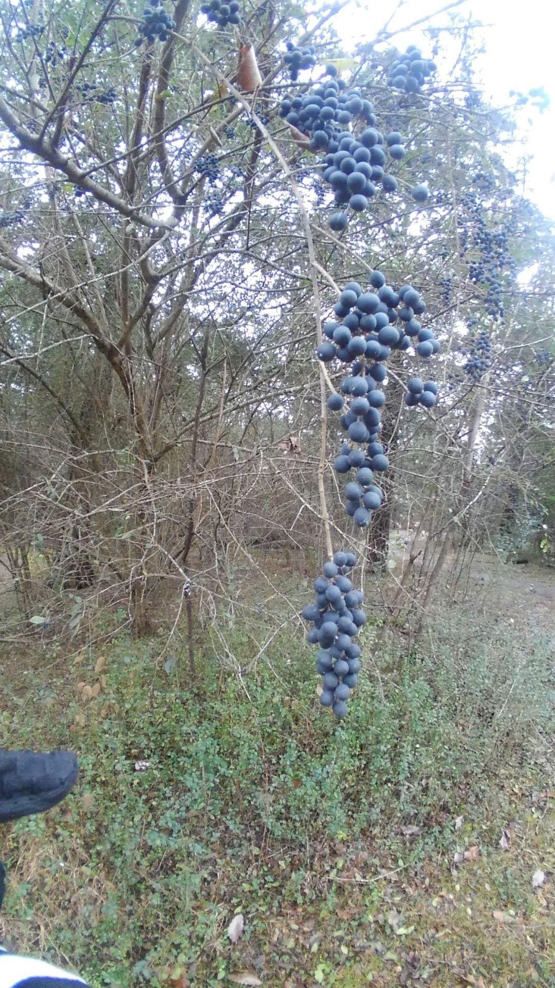 A close-up view of a cluster of dark purple berries hanging from bare branches, surrounded by sparse foliage in a natural setting. The background features a mix of trees and underbrush. Shutes Branch mountain bike trail.