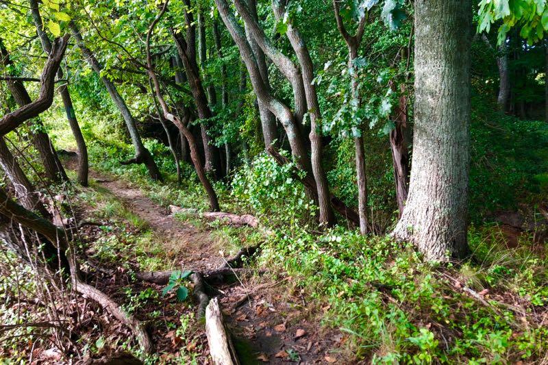 A narrow dirt path winding through a lush forest, lined with various trees and greenery. Sunlight filters through the foliage, casting dappled light on the ground. Rancocas State Park - Westampton mountain bike trail.