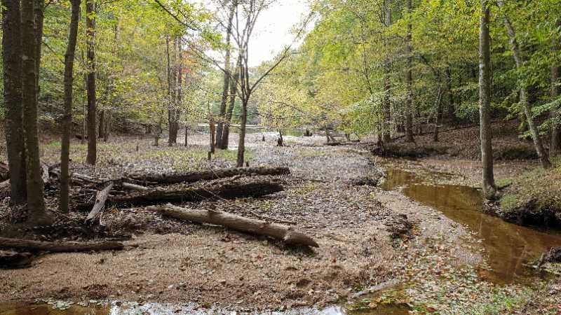 A serene forest scene depicting a shallow stream surrounded by trees. The ground is covered with fallen leaves, and several logs are scattered along the banks. The greenery suggests a late summer or early autumn setting, with dappled light filtering through the foliage. Fountainhead Regional Park mountain bike trail.