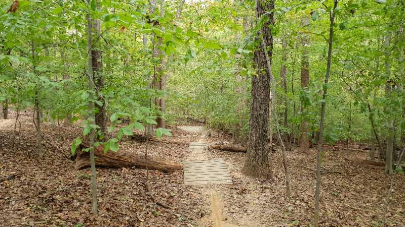 A serene forest path surrounded by lush green trees, with a sandy trail and wooden logs on the forest floor. The path is partially paved, winding through the greenery, inviting exploration in a natural setting. Fountainhead Regional Park mountain bike trail.