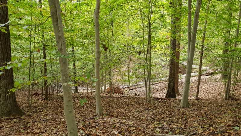 A serene wooded area featuring tall trees with lush green leaves, scattered autumn leaves on the ground, and a slight incline leading to a clearing in the distance. Fountainhead Regional Park mountain bike trail.