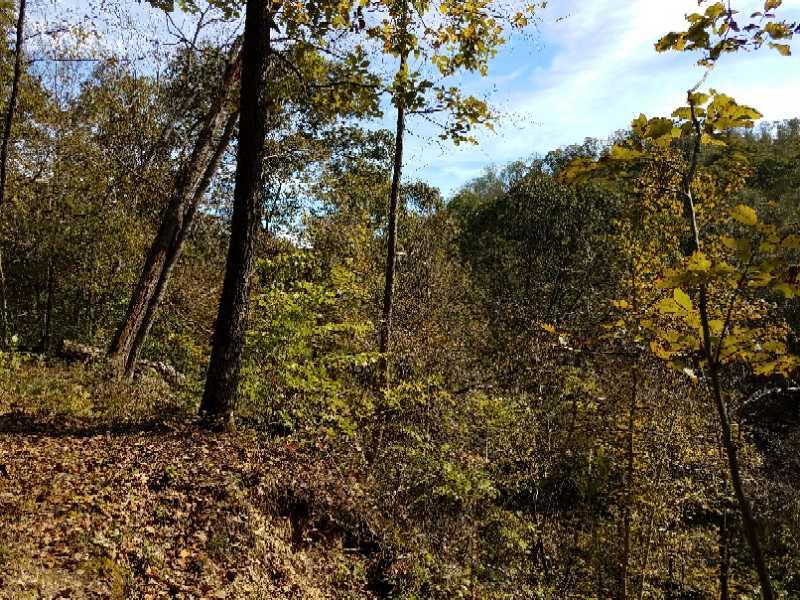 A serene forest scene depicting tall trees with autumn foliage, surrounded by lush greenery. The sky is partly cloudy, and fallen leaves cover the ground, highlighting the peaceful ambiance of nature. Ohio View Trail mountain bike trail.
