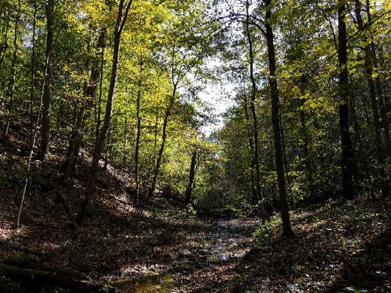 A serene forest scene showcasing tall trees with vibrant green leaves, dappled sunlight filtering through the canopy, and a rocky stream bed winding through the underbrush. The ground is covered with dry leaves, creating a peaceful and natural atmosphere. Ohio View Trail mountain bike trail.