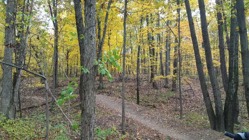 A serene forest scene featuring tall trees with vibrant yellow foliage, indicating autumn. A narrow dirt path meanders through the woods, surrounded by fallen leaves and greenery. The atmosphere is calm and inviting, showcasing the beauty of nature during the fall season. DTE Energy Foundation Trail mountain bike trail.