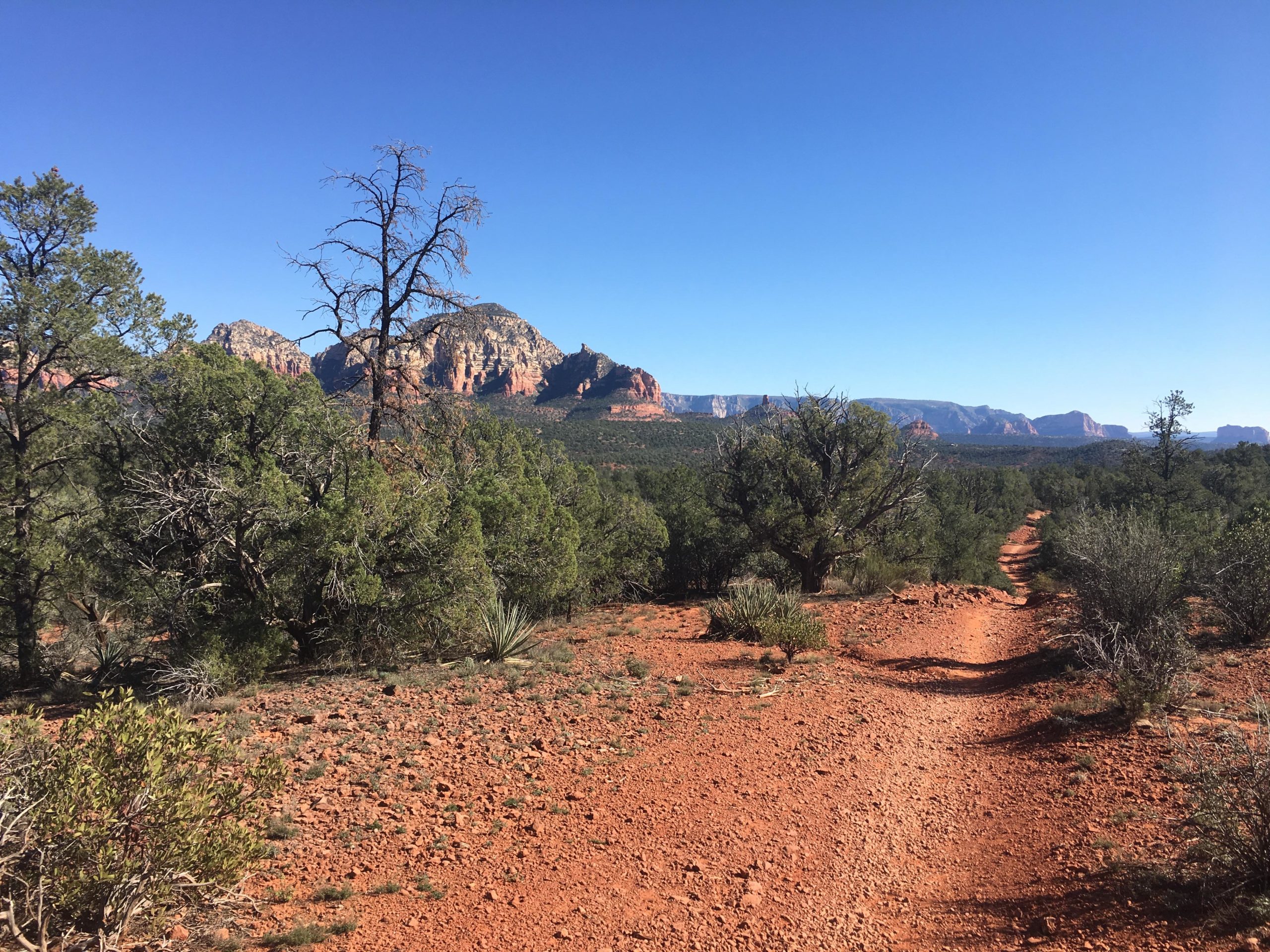 A desert landscape featuring a dirt trail winding through greenery, with red rock formations and mountains in the background under a clear blue sky. Aerie mountain bike trail.
