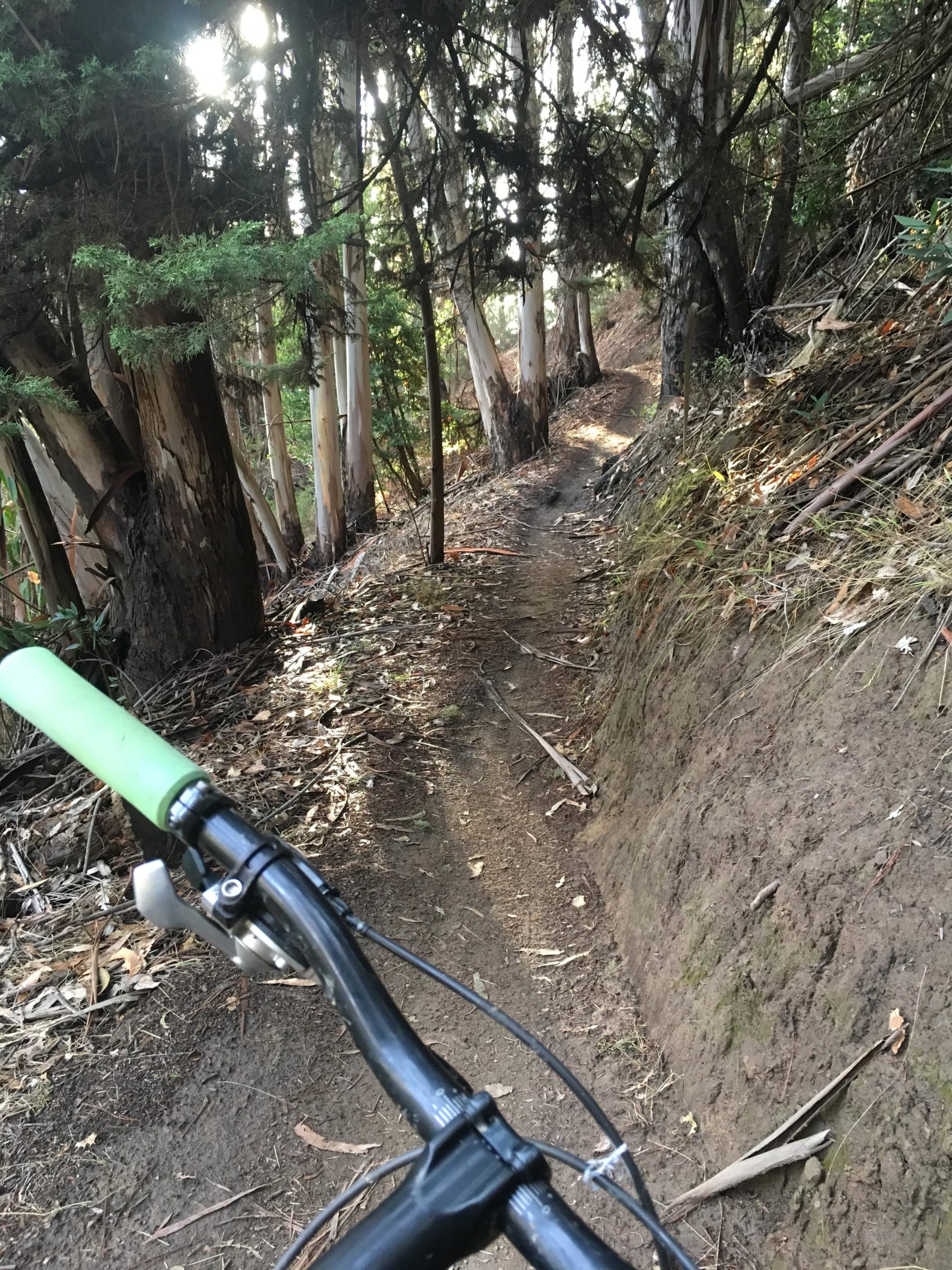 A mountain bike's handlebars with green grips are shown in the foreground, positioned on a narrow dirt trail winding through a dense forest. The trail is bordered by tall trees, including eucalyptus, with dappled sunlight filtering through the foliage. Leaves and twigs litter the ground, and the atmosphere suggests a serene outdoor setting for biking. Joaquin Miller mountain bike trail.