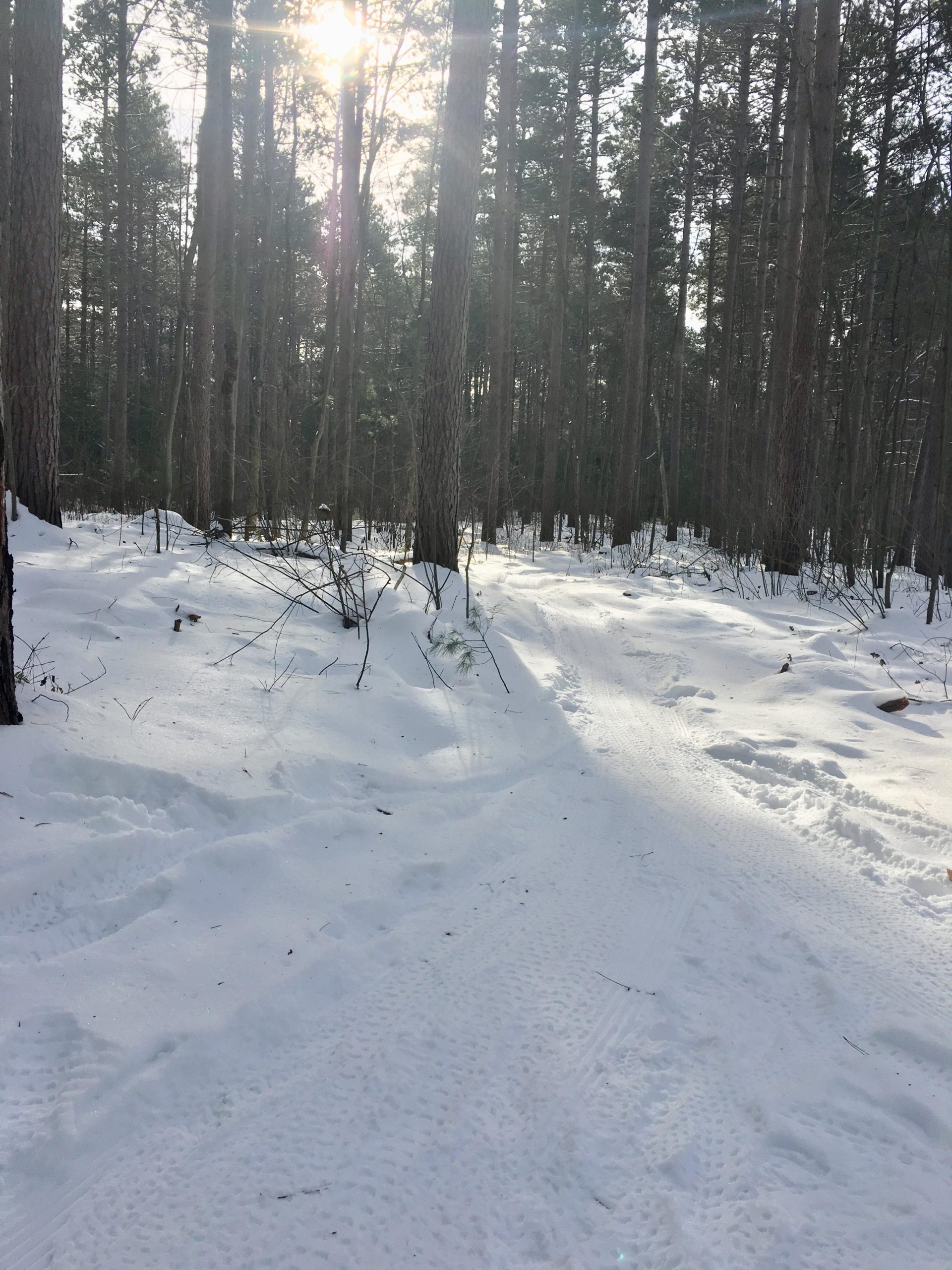 A tranquil winter scene in a forest, with tall trees surrounding a snowy path. The sun is shining through the branches, creating a warm glow over the snow-covered ground, which shows tire tracks. The atmosphere is calm and serene, indicative of a peaceful day in nature. Larose Forest mountain bike trail.