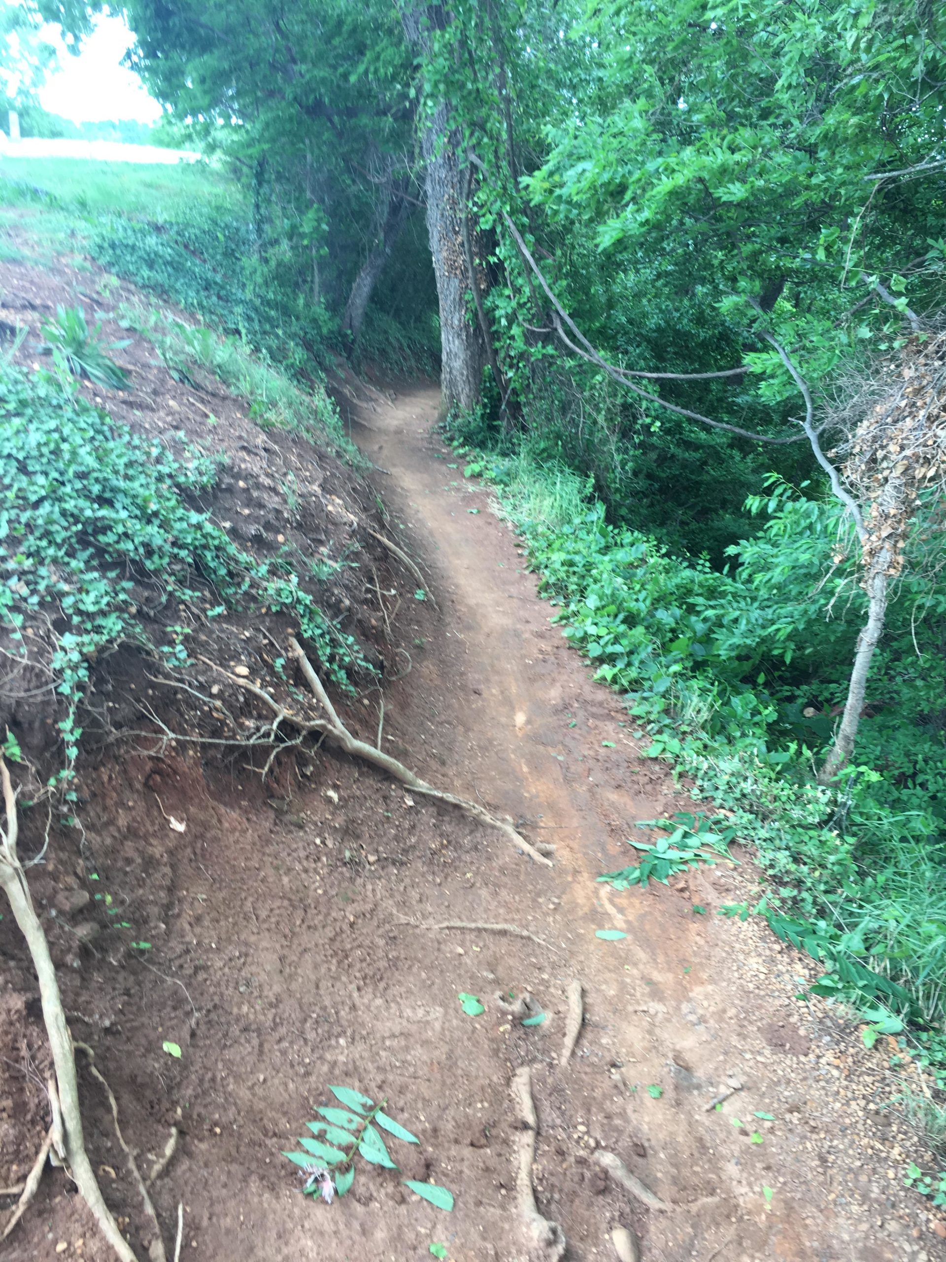 A winding dirt path surrounded by lush greenery, leading through a wooded area. The trail is edged by trees and includes visible roots and leaves on the ground, inviting exploration in a natural setting. Northbank Trail mountain bike trail.