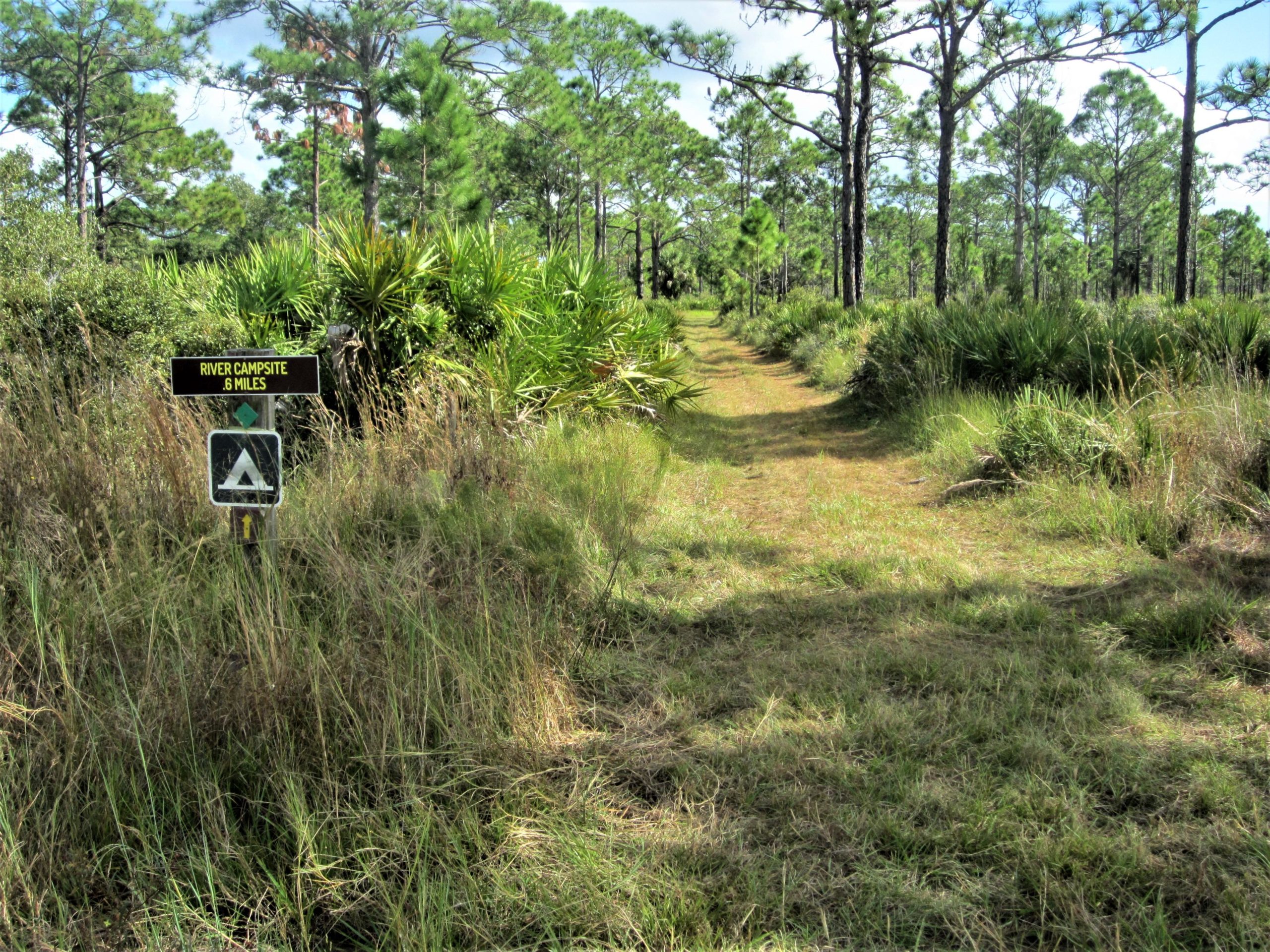 A dirt trail leading through a dense forest, with tall grasses and palm-like plants on either side. A signpost on the left indicates "River Campsite 6 Miles," with a camping icon below it. The scene is bright and sunny, with tall pine trees visible in the background. Palmetto Trail mountain bike trail.