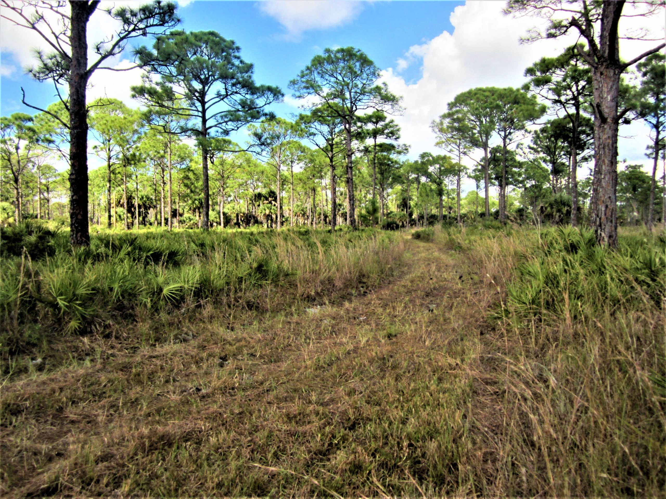 A serene landscape featuring a path winding through a dense pine forest. Tall, green pine trees line the sides, with patches of lush grass and underbrush. The sky above is bright with scattered clouds, creating a tranquil atmosphere typical of a natural woodland area. Palmetto Trail mountain bike trail.