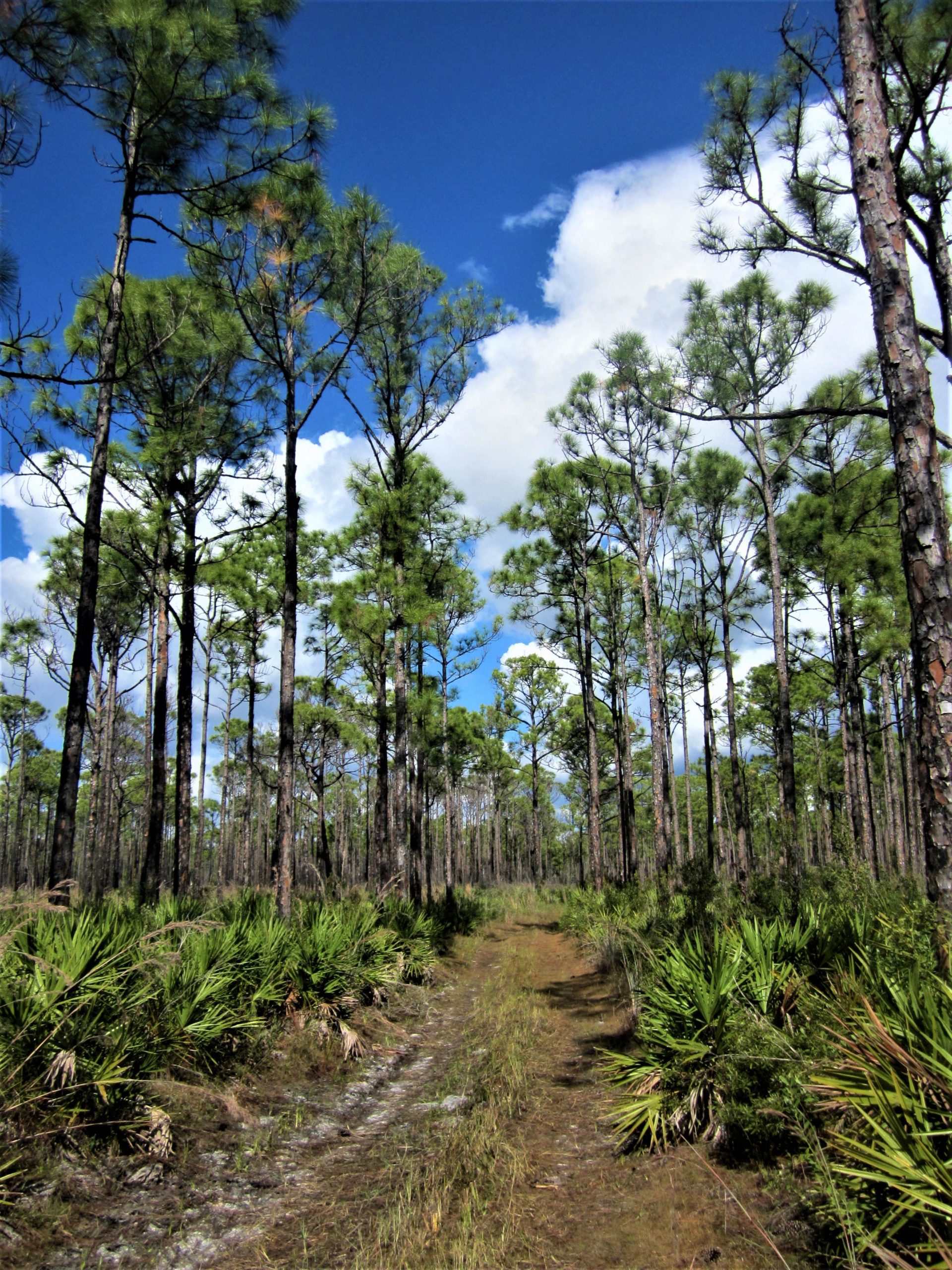 A dirt path winding through a pine forest, flanked by tall pine trees and underbrush. The sky is bright blue with fluffy white clouds scattered across it. Sunlight filters through the trees, illuminating the vibrant green foliage along the sides of the trail. Palmetto Trail mountain bike trail.