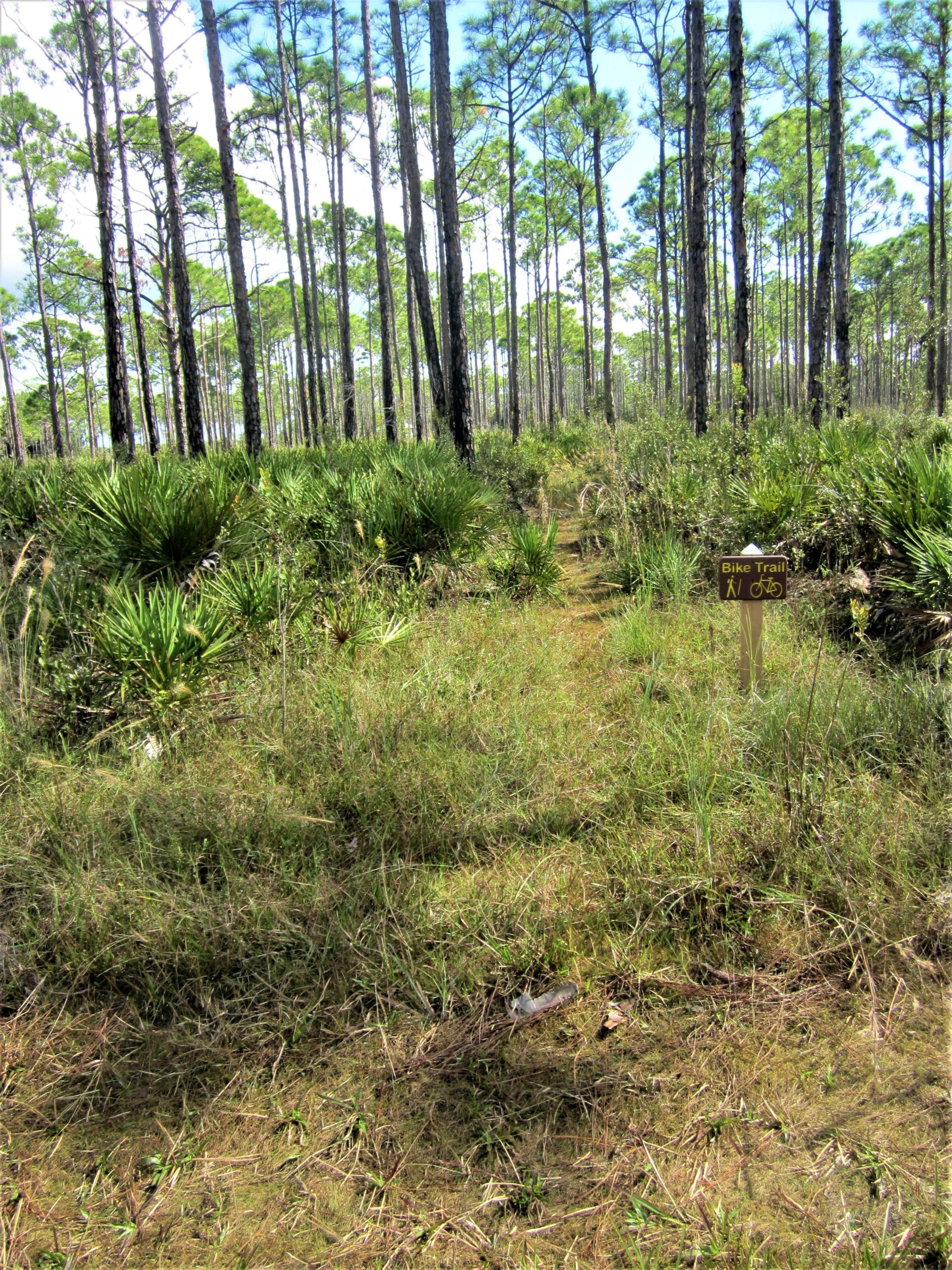 A dirt bike trail path winds through a grassy area surrounded by tall pine trees and underbrush, with a wooden sign indicating the trail's direction. The sky is clear and bright, casting a natural light over the scene. Palmetto Trail mountain bike trail.