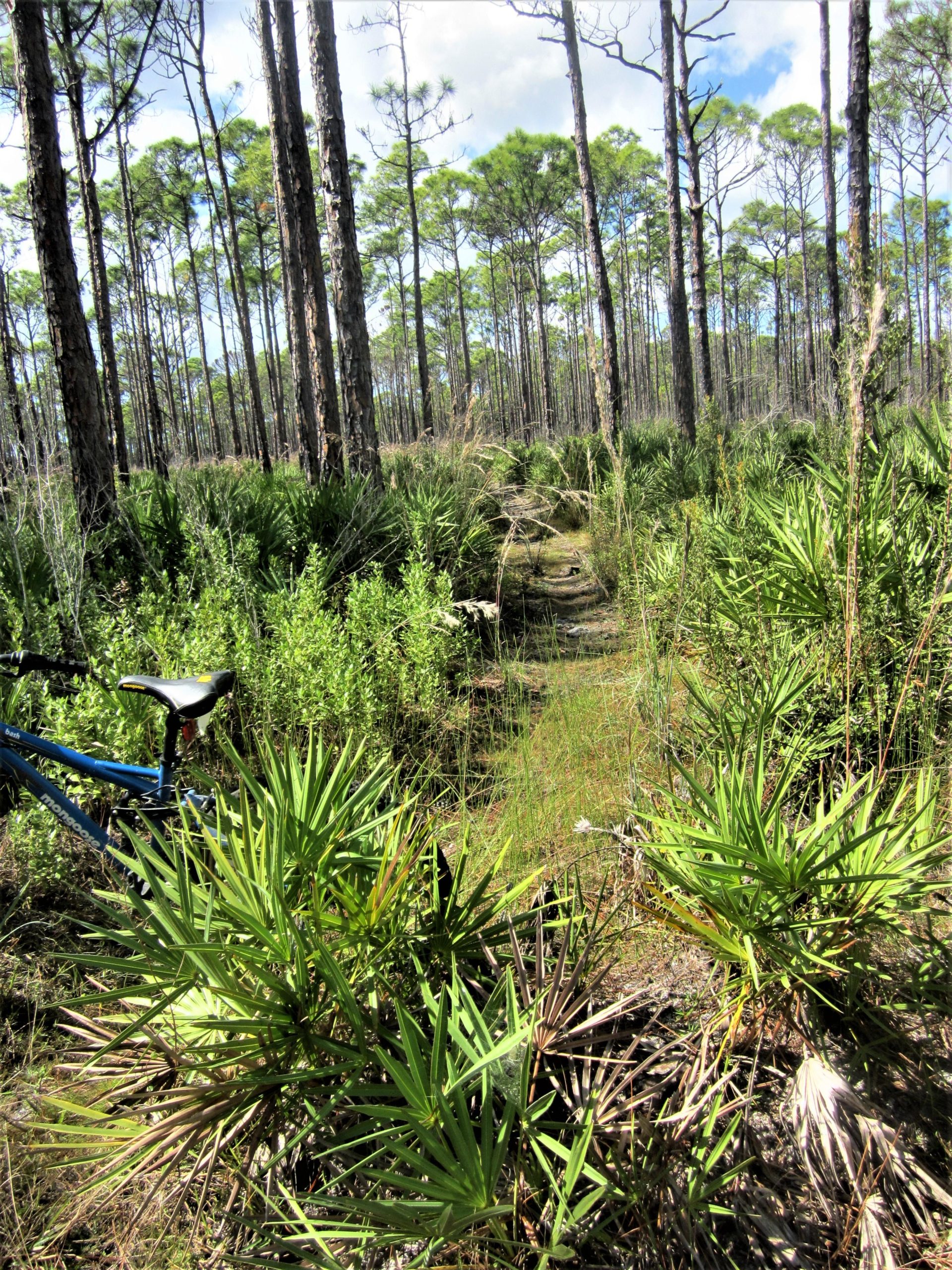 A narrow dirt path weaving through a forest of tall pine trees, with lush green underbrush and palm-like plants on either side. A blue mountain bike is parked on the left side of the image, partially obscured by the vegetation. The sky is partly cloudy, allowing sunlight to filter through the trees. Palmetto Trail mountain bike trail.