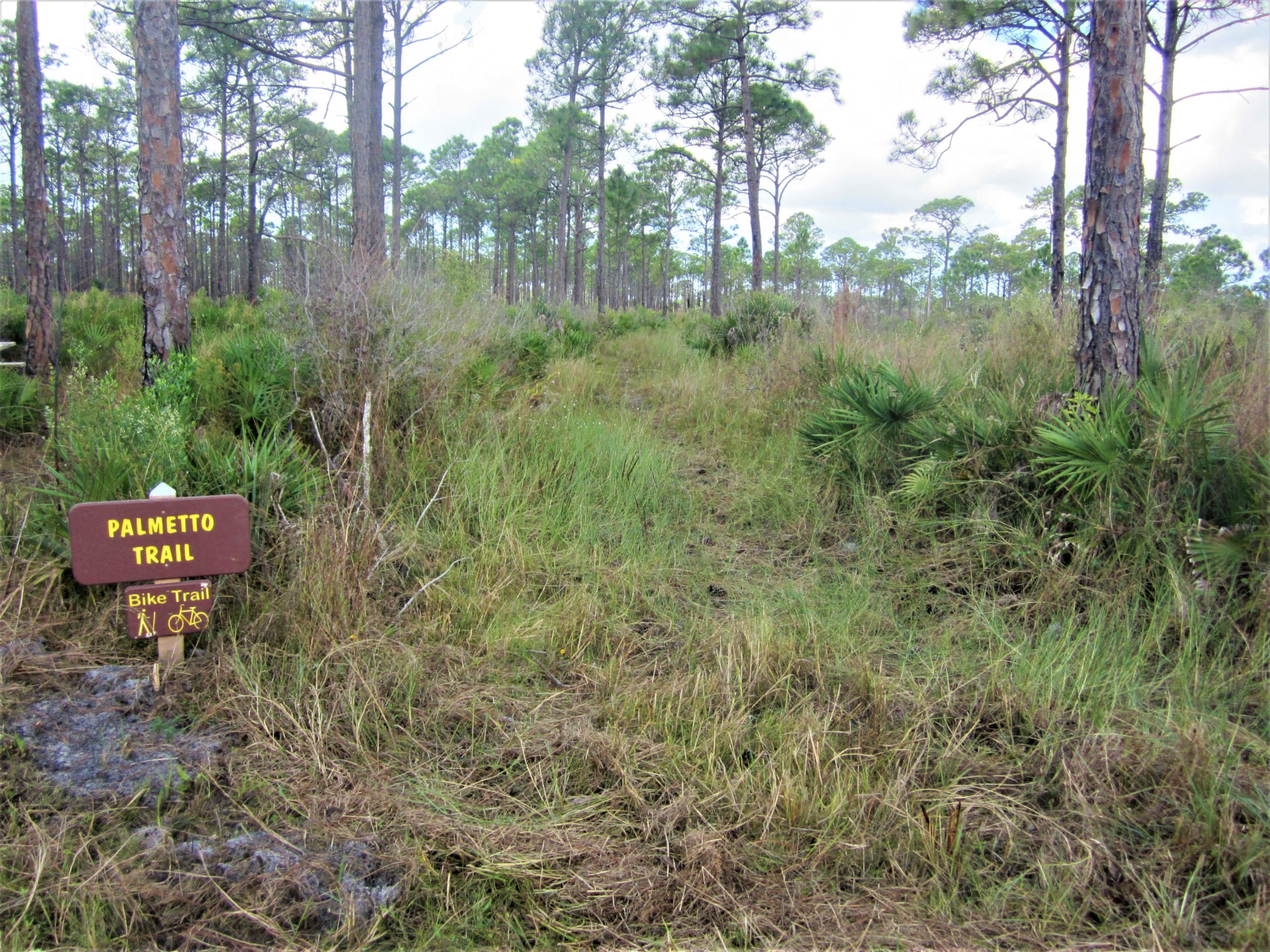 A dirt path leading into a natural area, surrounded by tall grasses and trees. A wooden sign reads "Palmetto Trail" with a bike symbol, indicating it is a bike trail. The sky is overcast, suggesting a cloudy day in a forested setting. Palmetto Trail mountain bike trail.