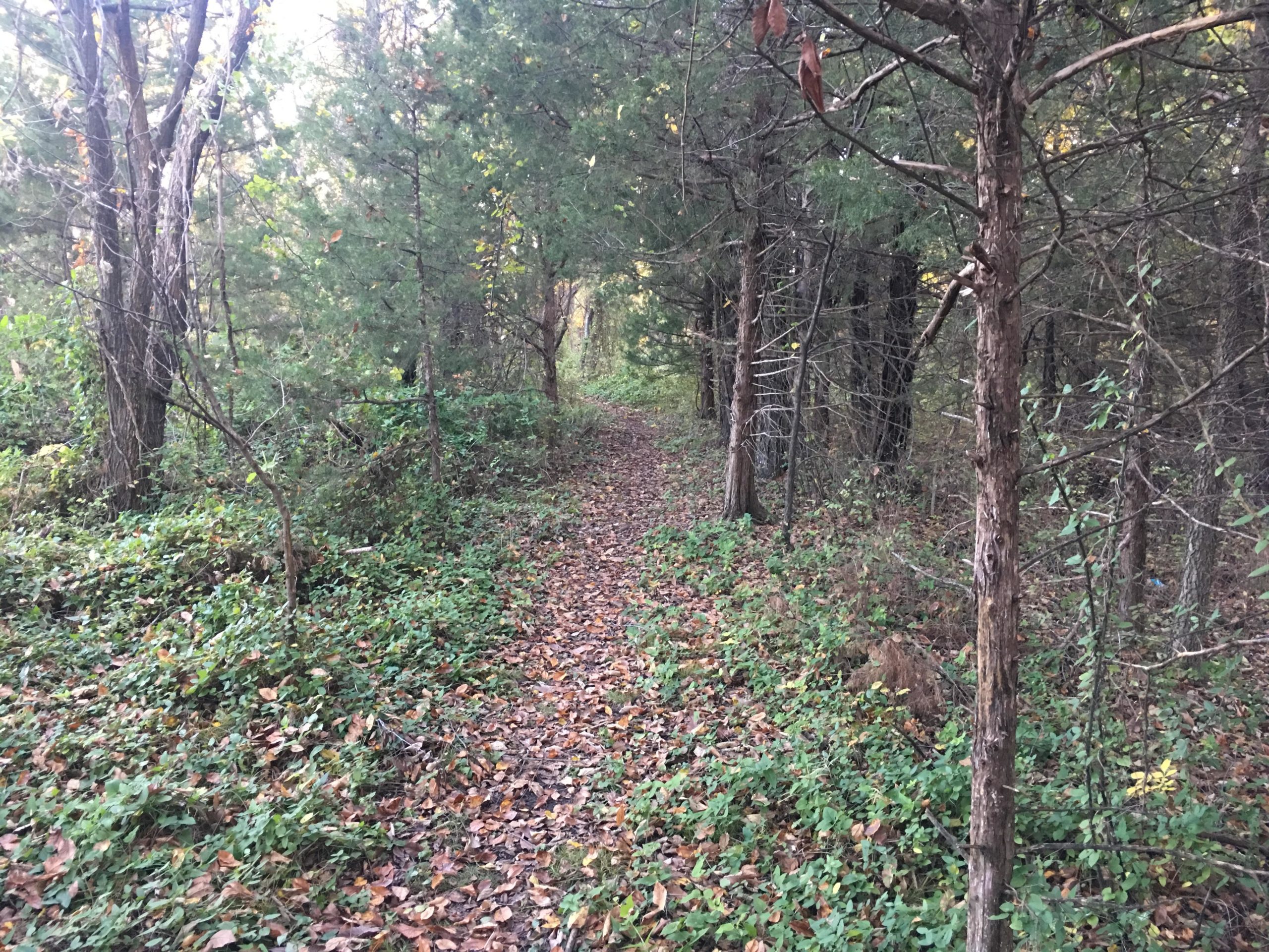 A narrow, winding path through a forest, flanked by trees and lush greenery, with scattered fallen leaves on the ground, suggesting a tranquil natural setting. ESU Trail mountain bike trail.