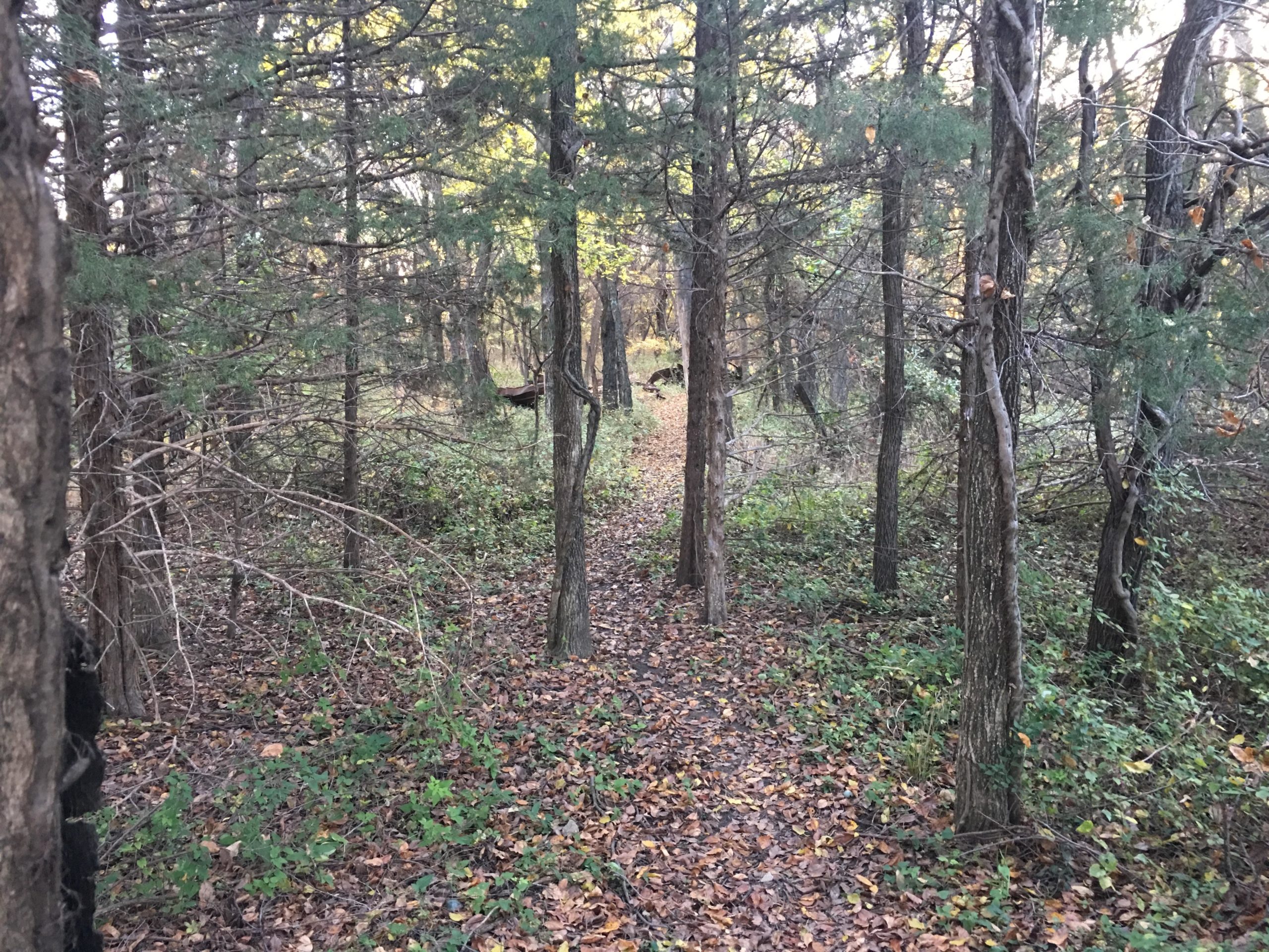 A narrow path through a forest with trees on either side, scattered with fallen leaves and green underbrush. The light filters through the branches, indicating an autumn setting. ESU Trail mountain bike trail.