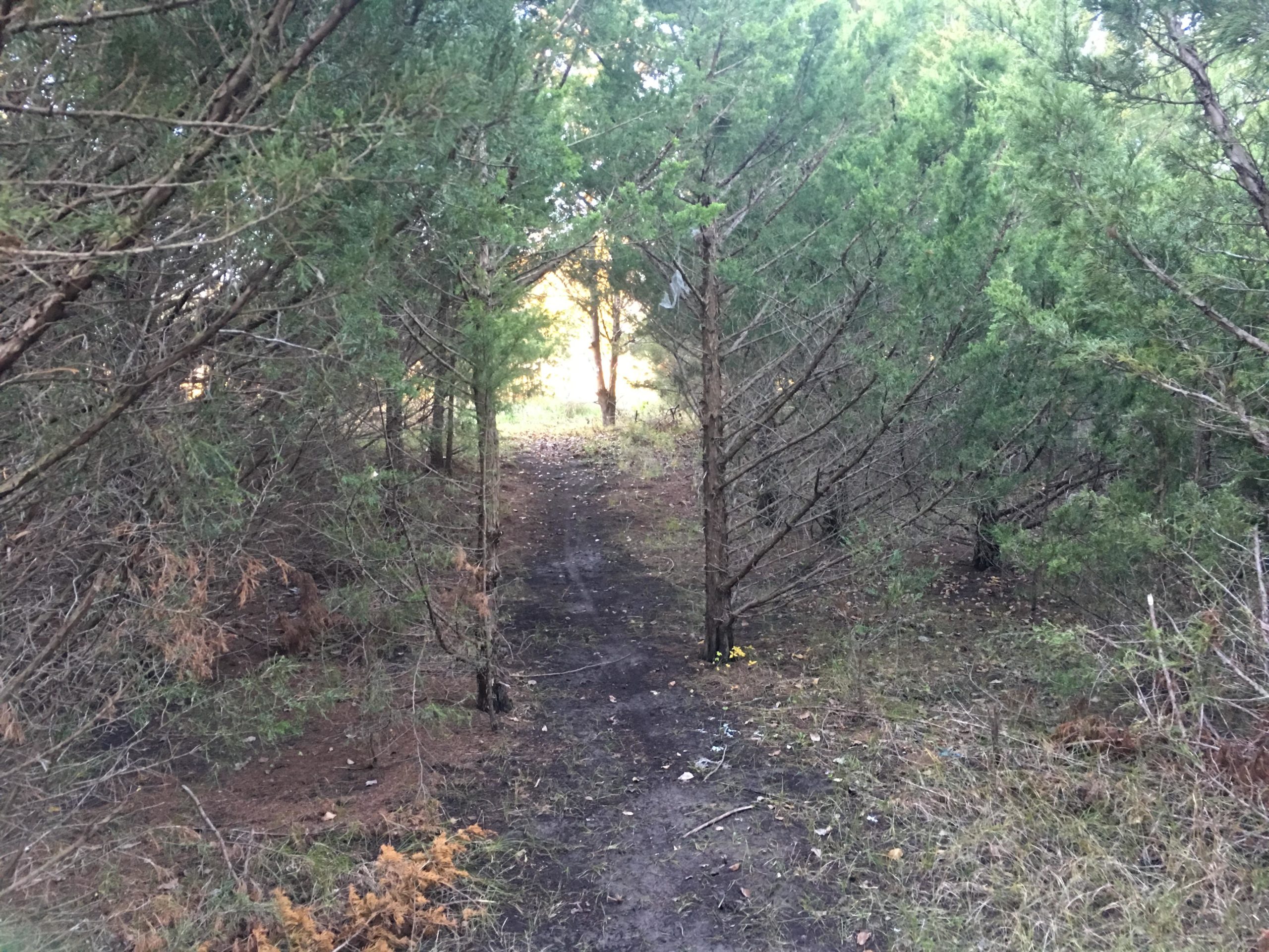 A narrow dirt path winds through a dense area of evergreen trees, with sunlight filtering in from the end of the trail. The ground is covered with scattered leaves and small plants, creating a natural woodland atmosphere. ESU Trail mountain bike trail.
