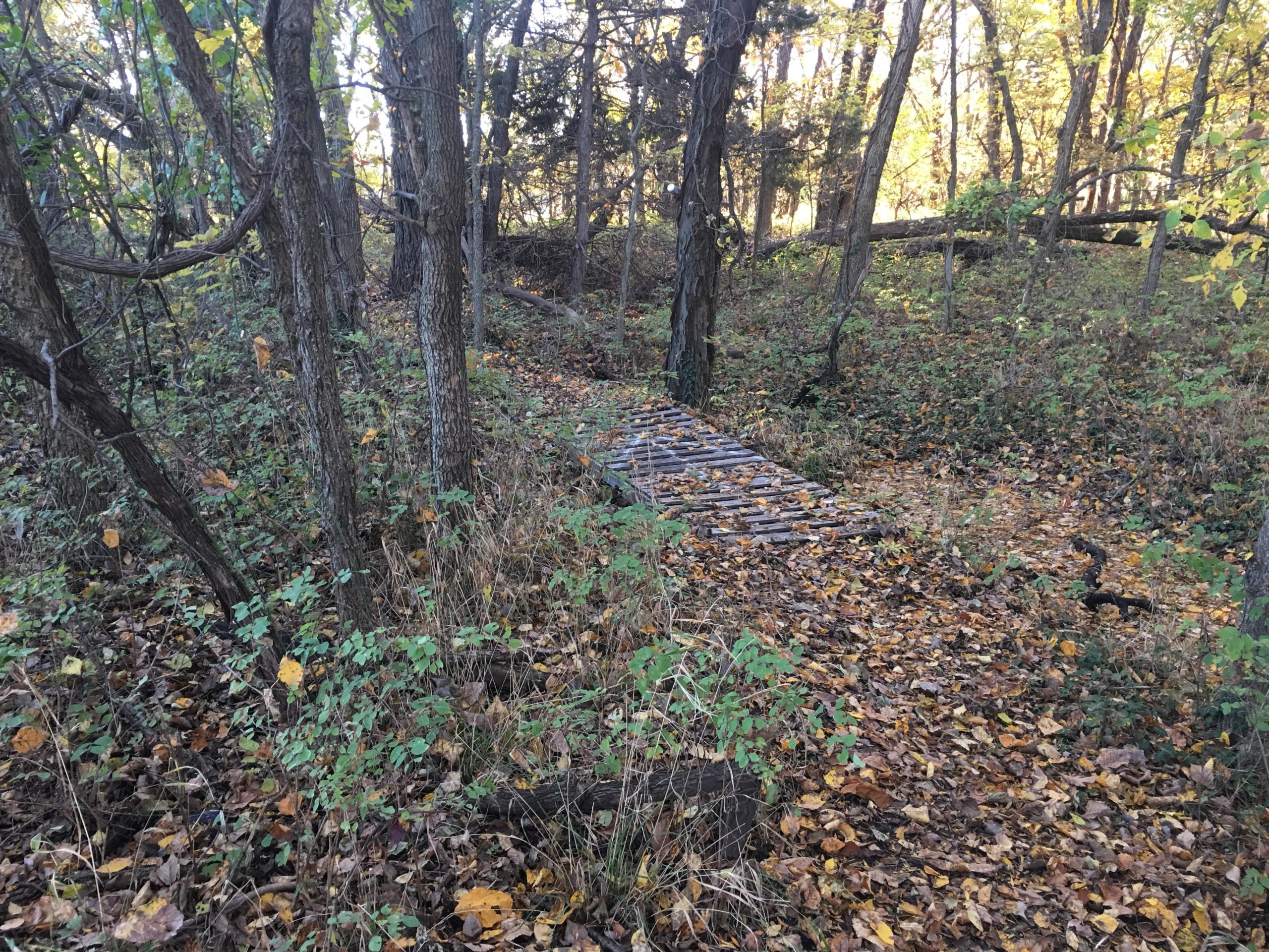 A rustic wooden bridge crosses over a small, wooded area, surrounded by autumn foliage and trees. The ground is covered with fallen leaves, adding color to the serene, natural landscape. ESU Trail mountain bike trail.