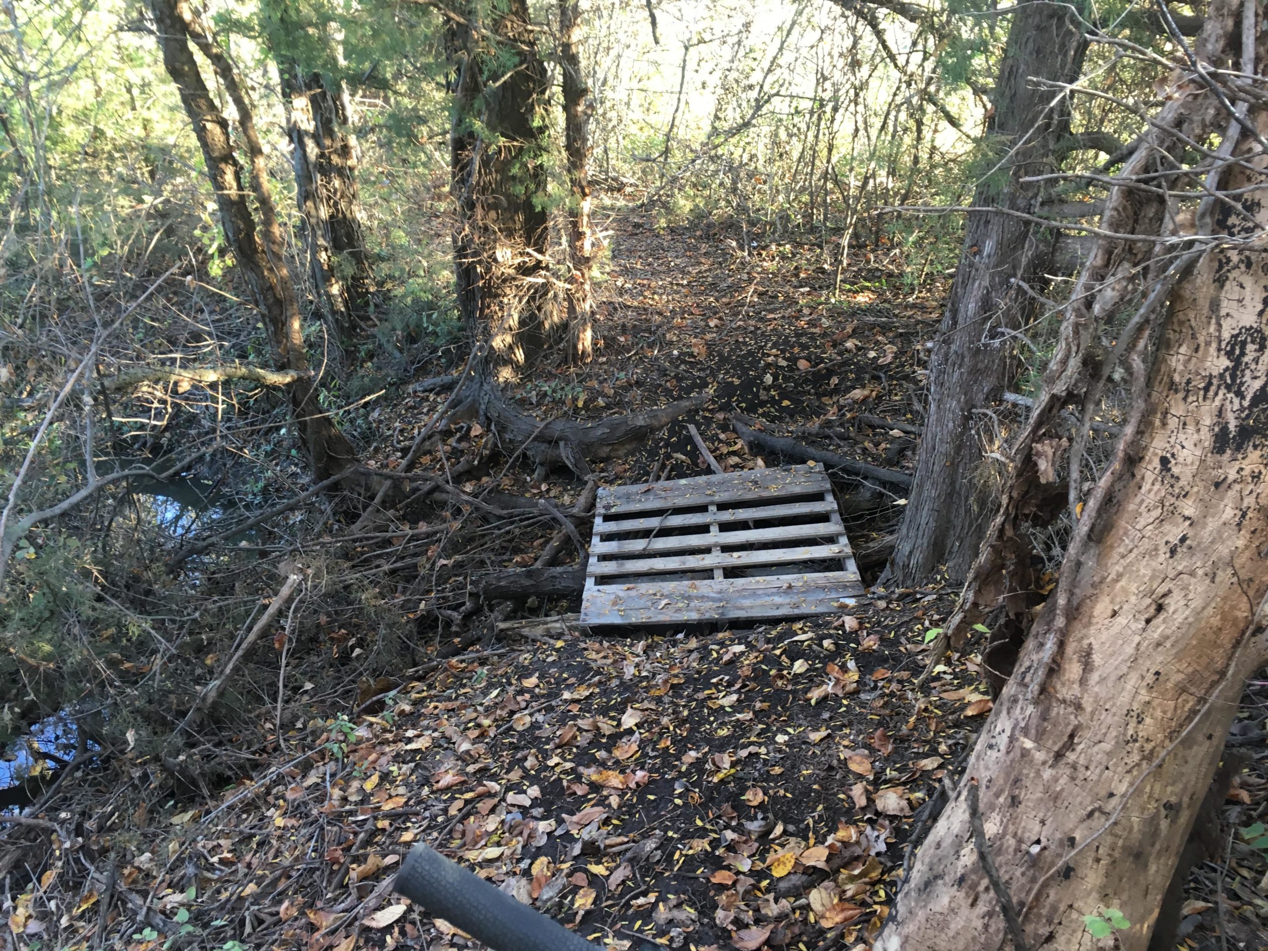 A wooden pallet serving as a makeshift bridge over a small stream, surrounded by dense trees and fallen leaves in a natural wooded area. Sunlight filters through the branches, casting a soft glow on the scene. ESU Trail mountain bike trail.