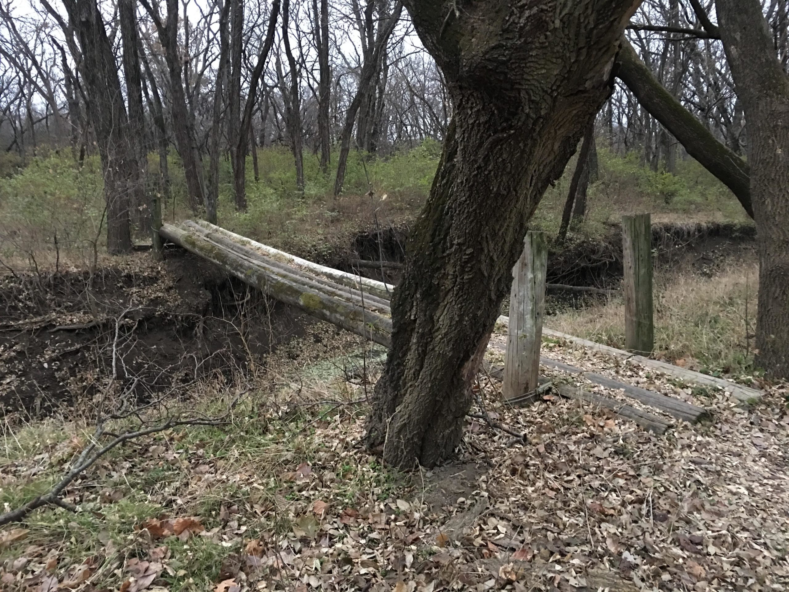 A rustic wooden bridge made from a log spans a small ravine, surrounded by trees and shrubs. The ground is covered in fallen leaves, and the scene appears to be in a natural, wooded area during the fall or early evening. Wood valley trail mountain bike trail.