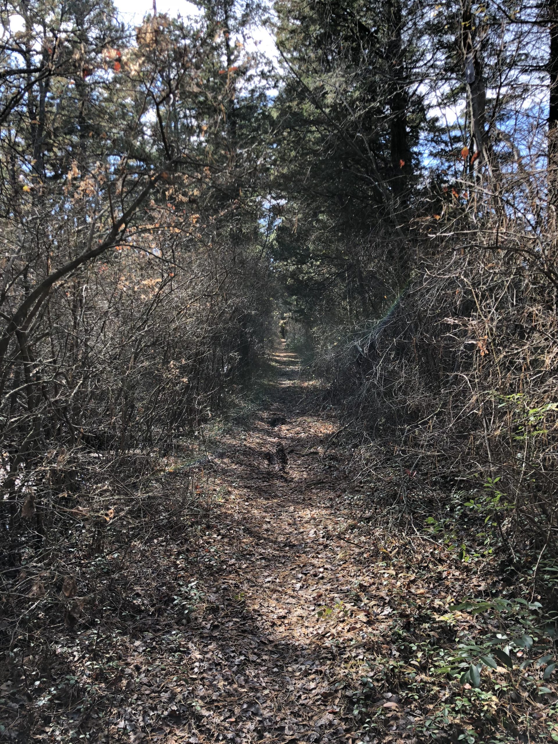 A narrow, overgrown hiking trail surrounded by trees and dense underbrush, with sunlight filtering through the branches. The ground is covered in fallen leaves, and a distant figure can be seen walking along the path. Brendan T. Byrne / Lebanon State Park mountain bike trail.