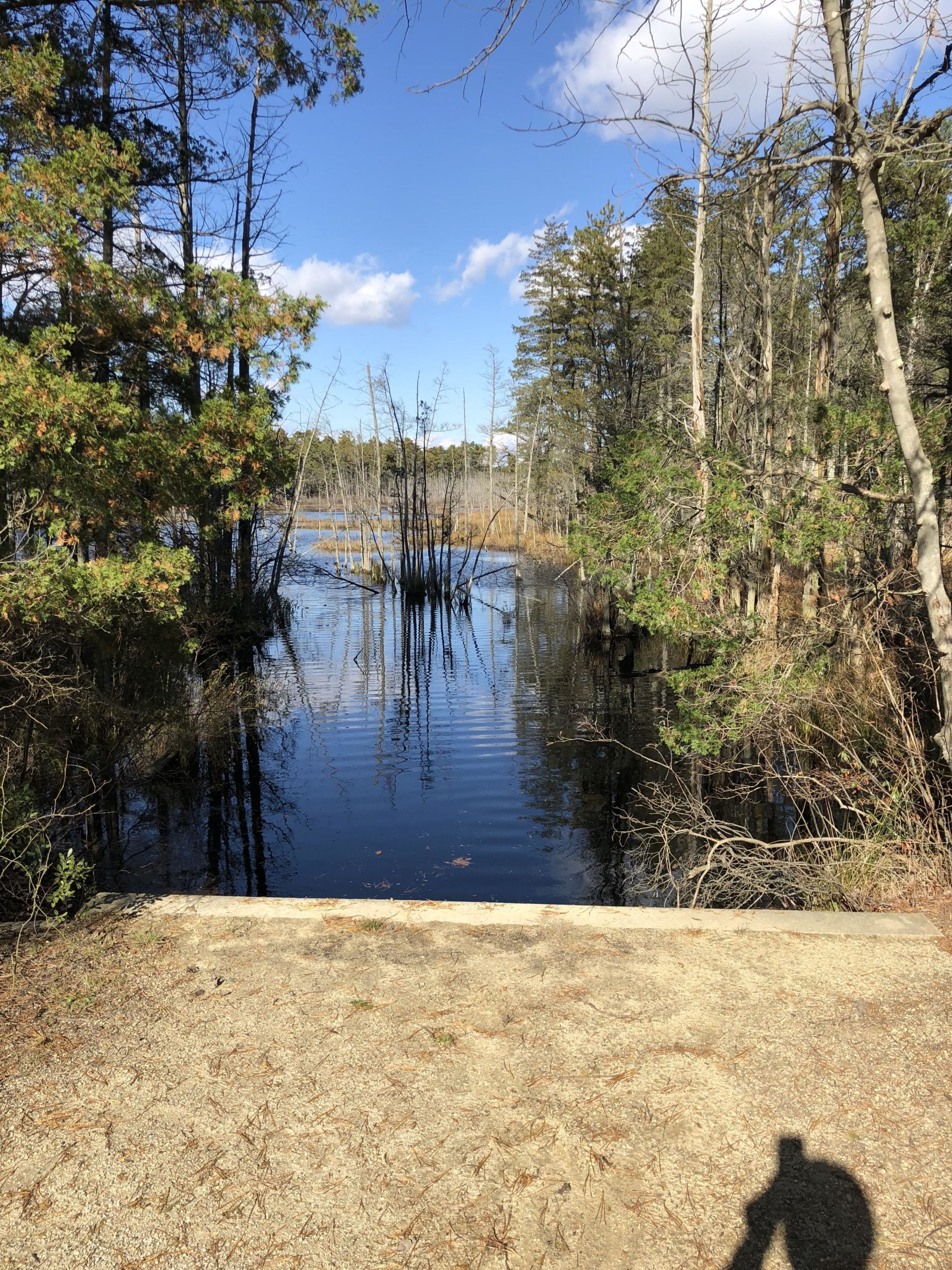 A serene wetland scene showcasing calm blue waters surrounded by trees and marshy vegetation under a partly cloudy sky. The foreground features a sandy path leading to the water, while reflections of trees can be seen on the surface. Brendan T. Byrne / Lebanon State Park mountain bike trail.