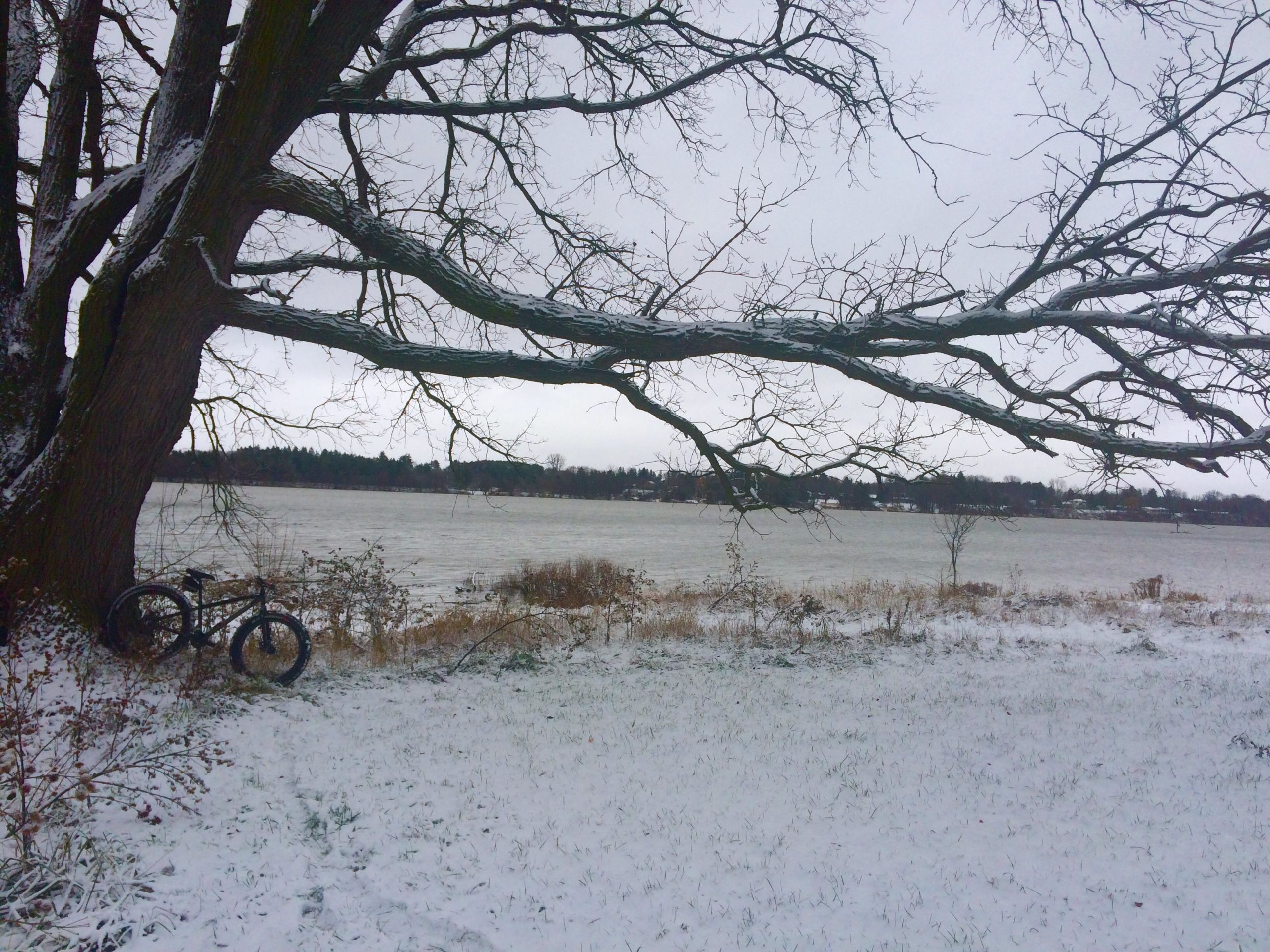 A winter landscape featuring a large tree with bare branches, covered in snow. In the foreground, a bicycle is resting against the tree, alongside a snowy field leading to a frozen lake in the background. The overcast sky creates a muted, serene atmosphere. Fanshawe Lake mountain bike trail.