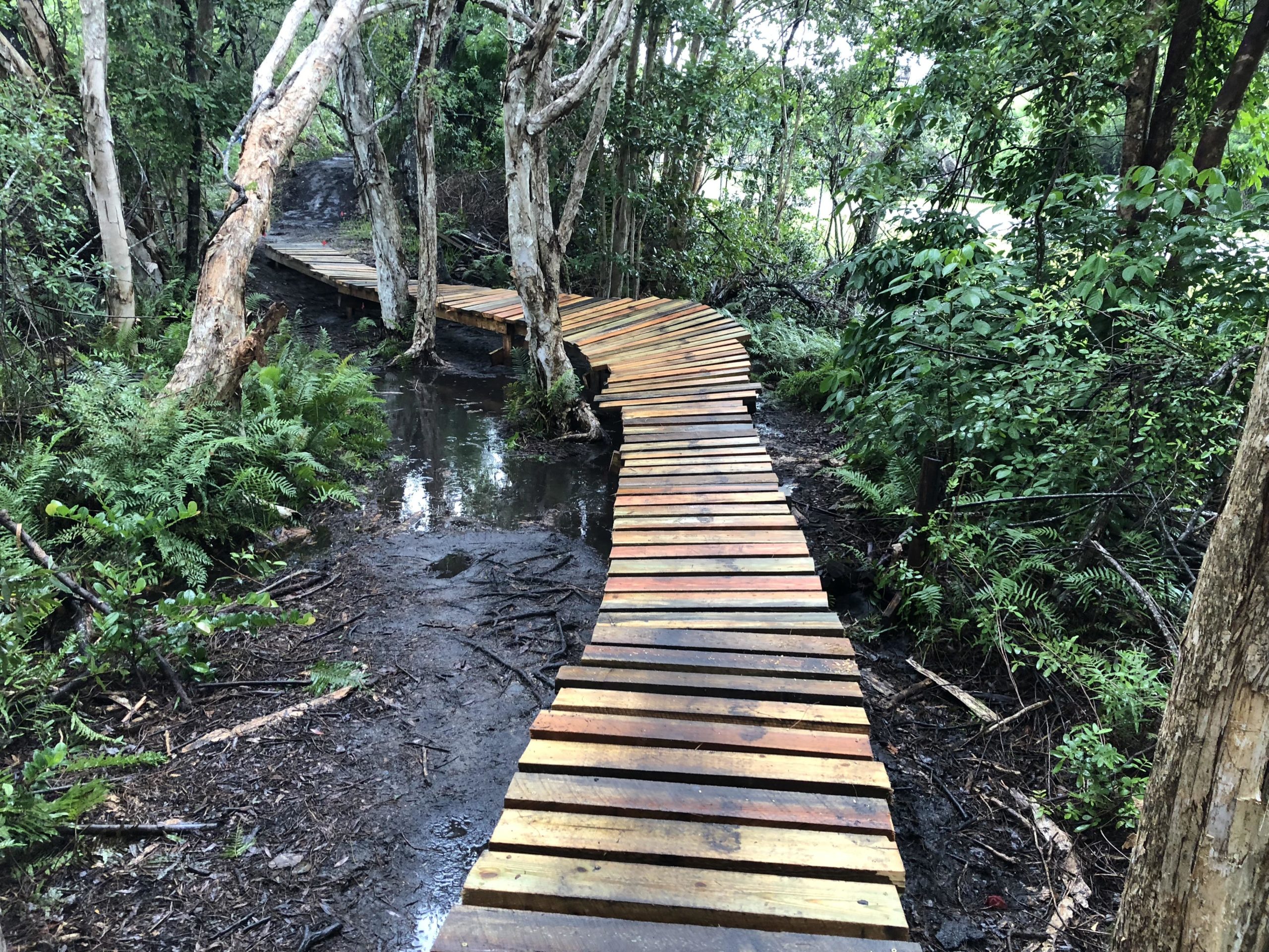 A wooden boardwalk winding through a lush forest, with tall trees and ferns on either side. The path is slightly elevated, surrounded by dark, muddy ground and small puddles, indicating a moist and natural environment. Markham Park mountain bike trail.