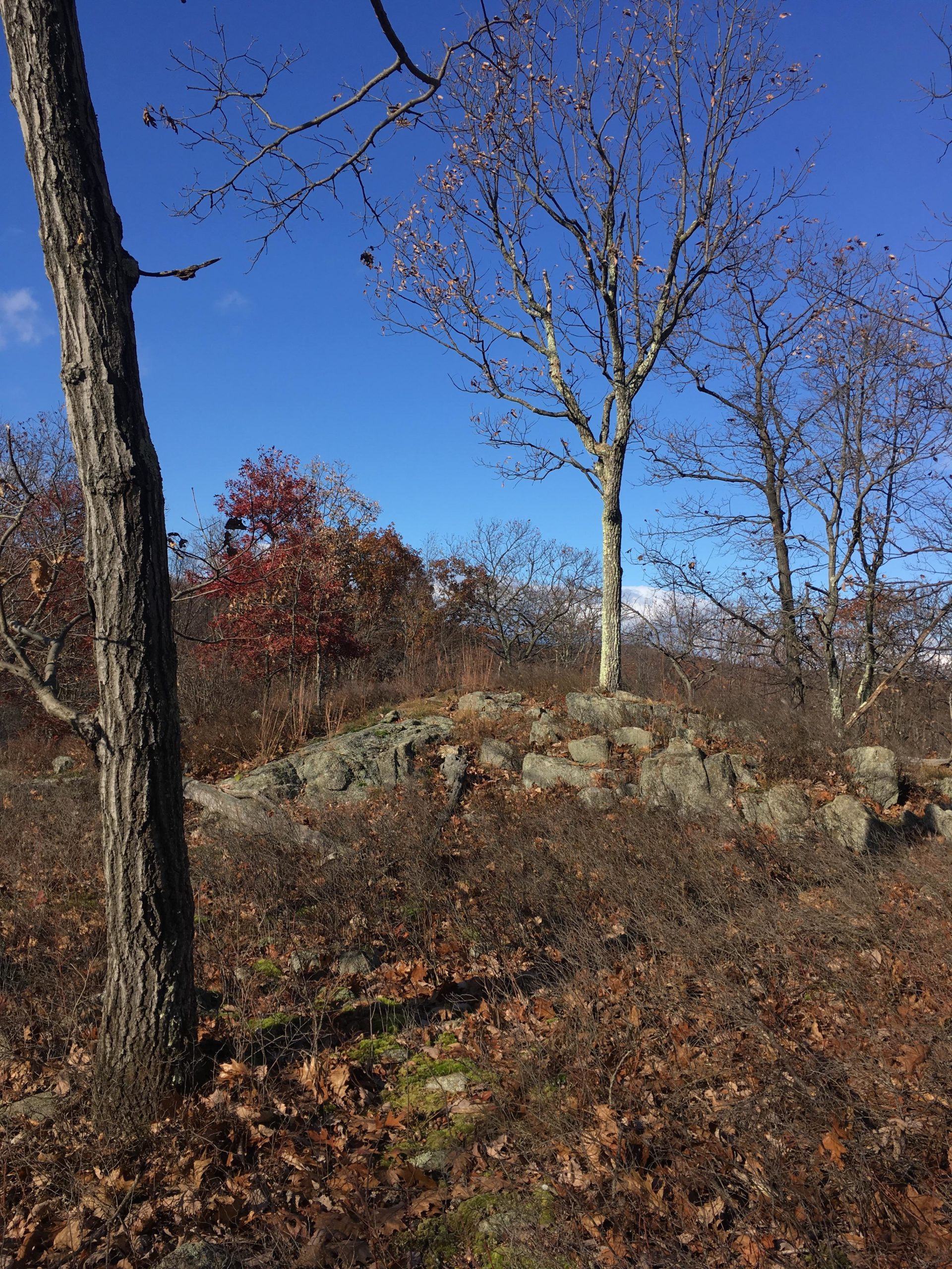 A landscape showing a rocky outcrop surrounded by bare trees and scattered autumn leaves under a clear blue sky. The scene captures the essence of a late autumn day in a natural setting. Ramapo Mountain State Forest mountain bike trail.