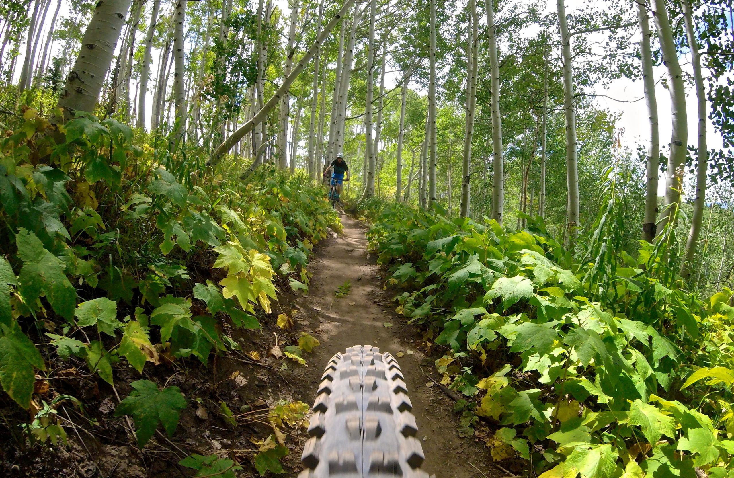 A mountain biker rides along a narrow dirt path through a lush green forest, surrounded by tall aspen trees and vibrant foliage. The view captures the perspective from the bike